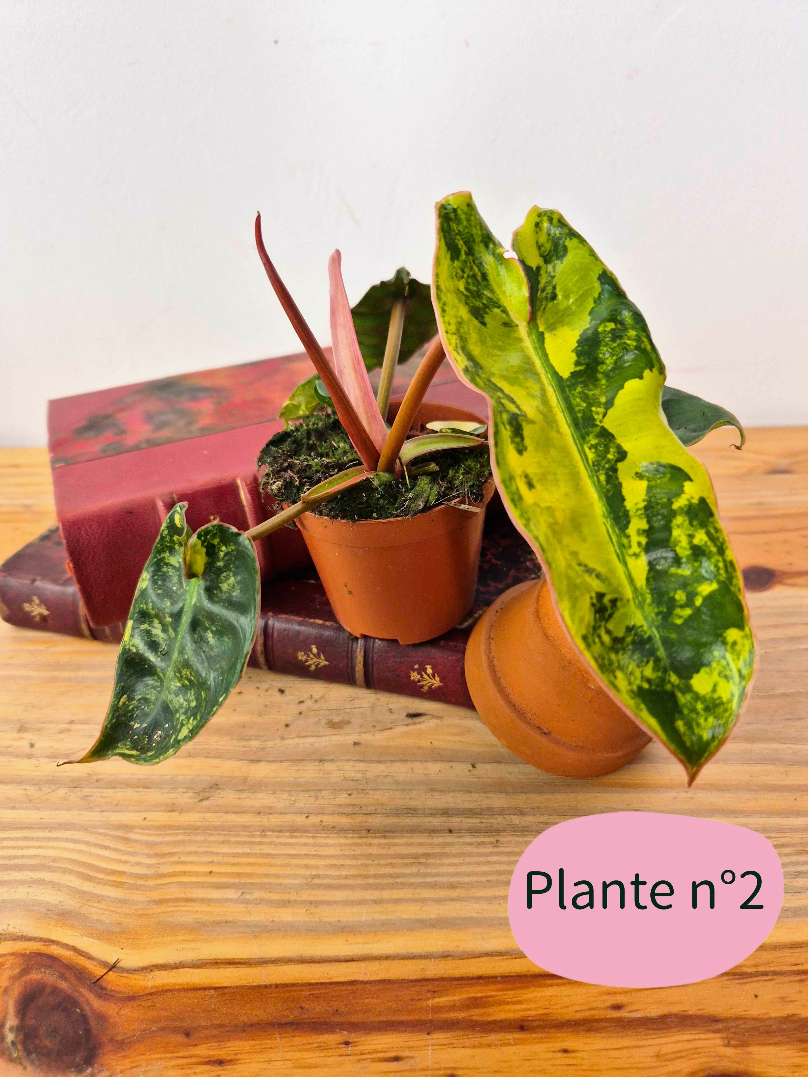 Philodendron billietiae 'Variegata'