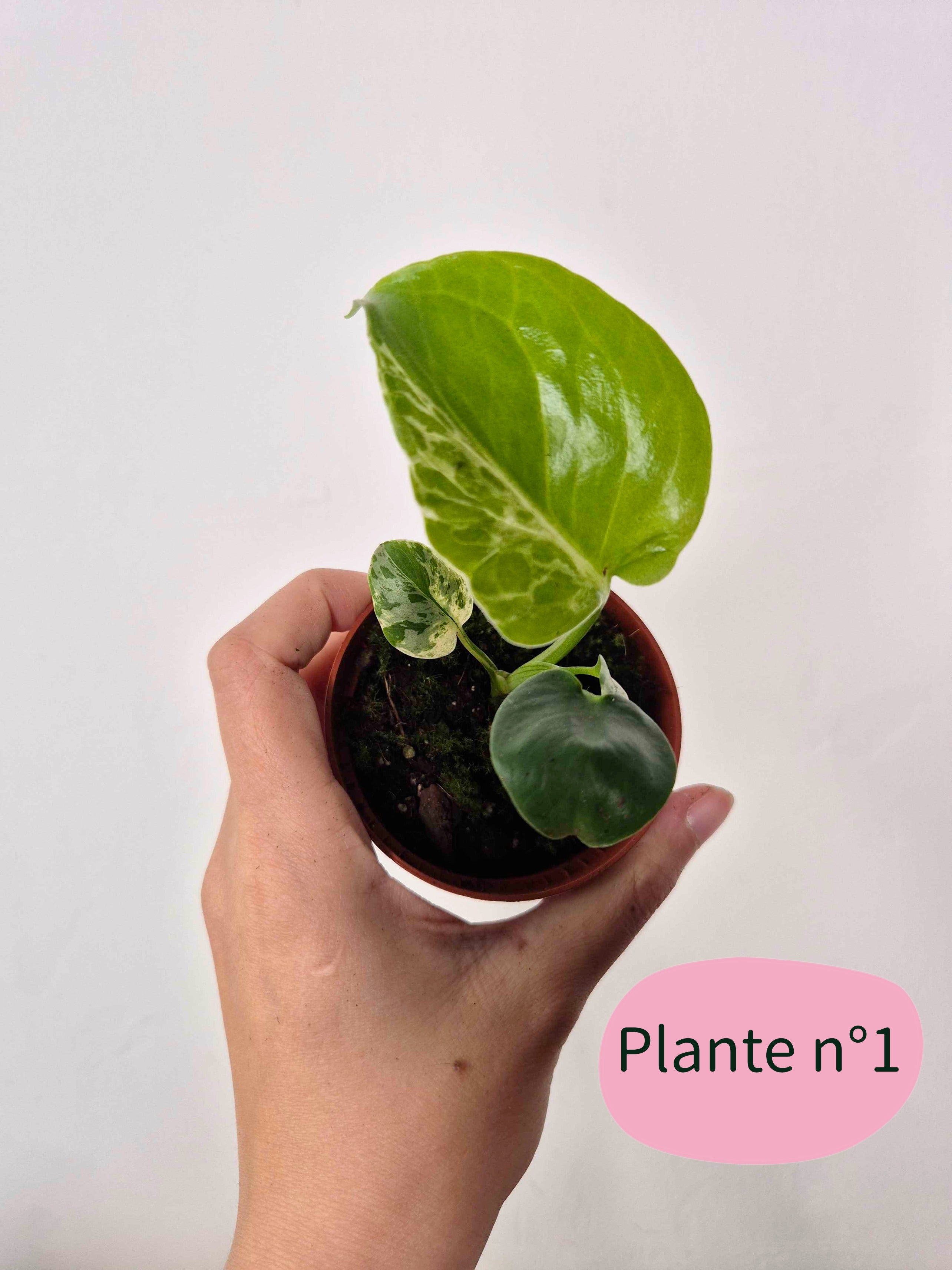 Monstera deliciosa 'Bulbasaur'