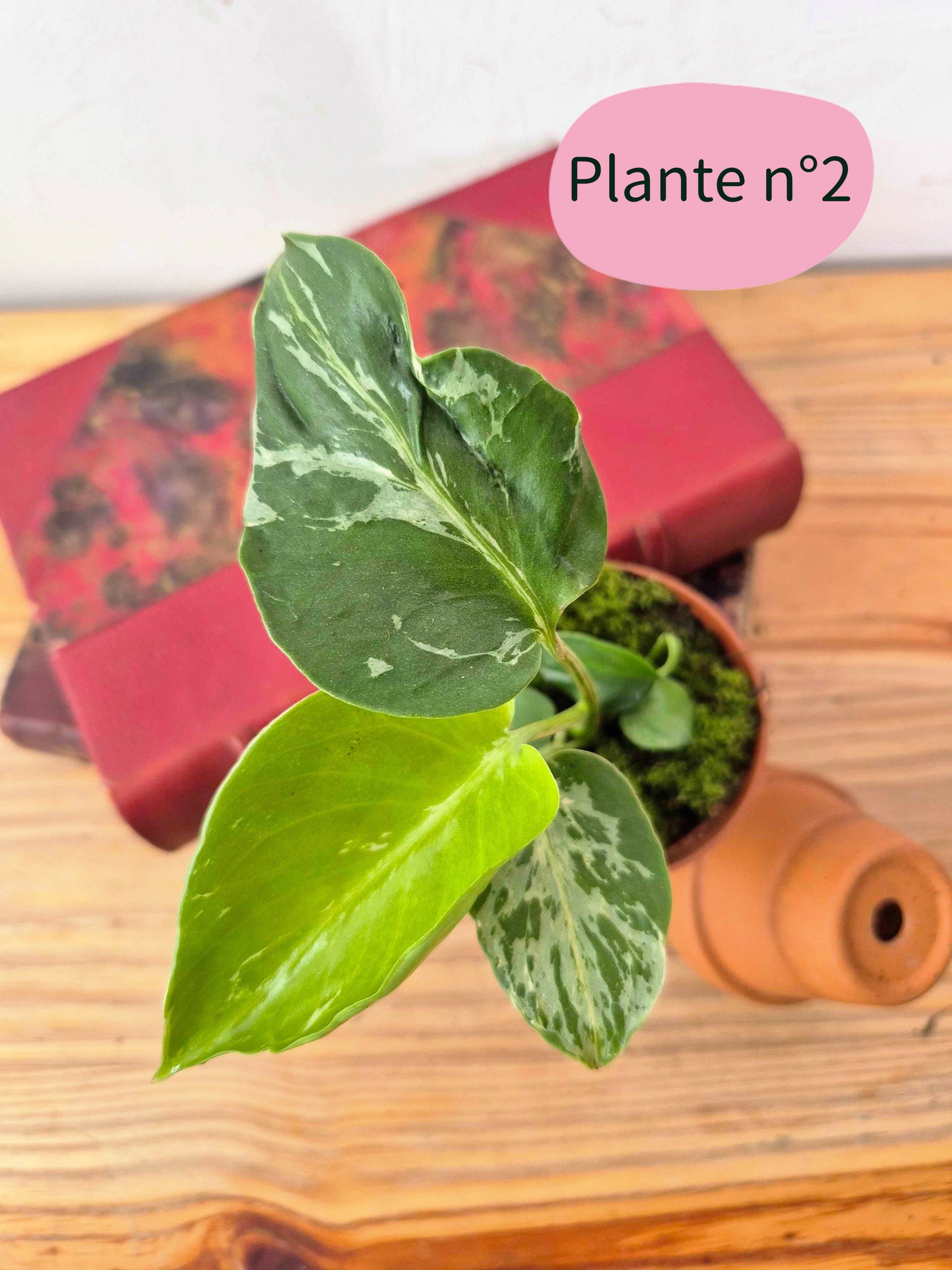 Monstera deliciosa 'Bulbasaur'