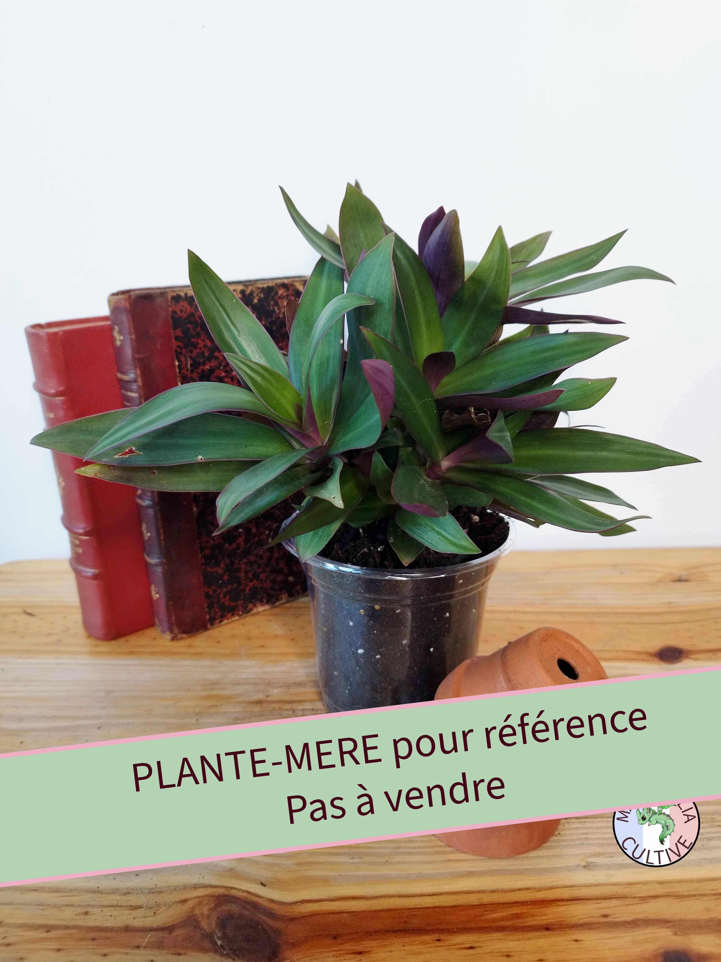 Tradescantia spathacea