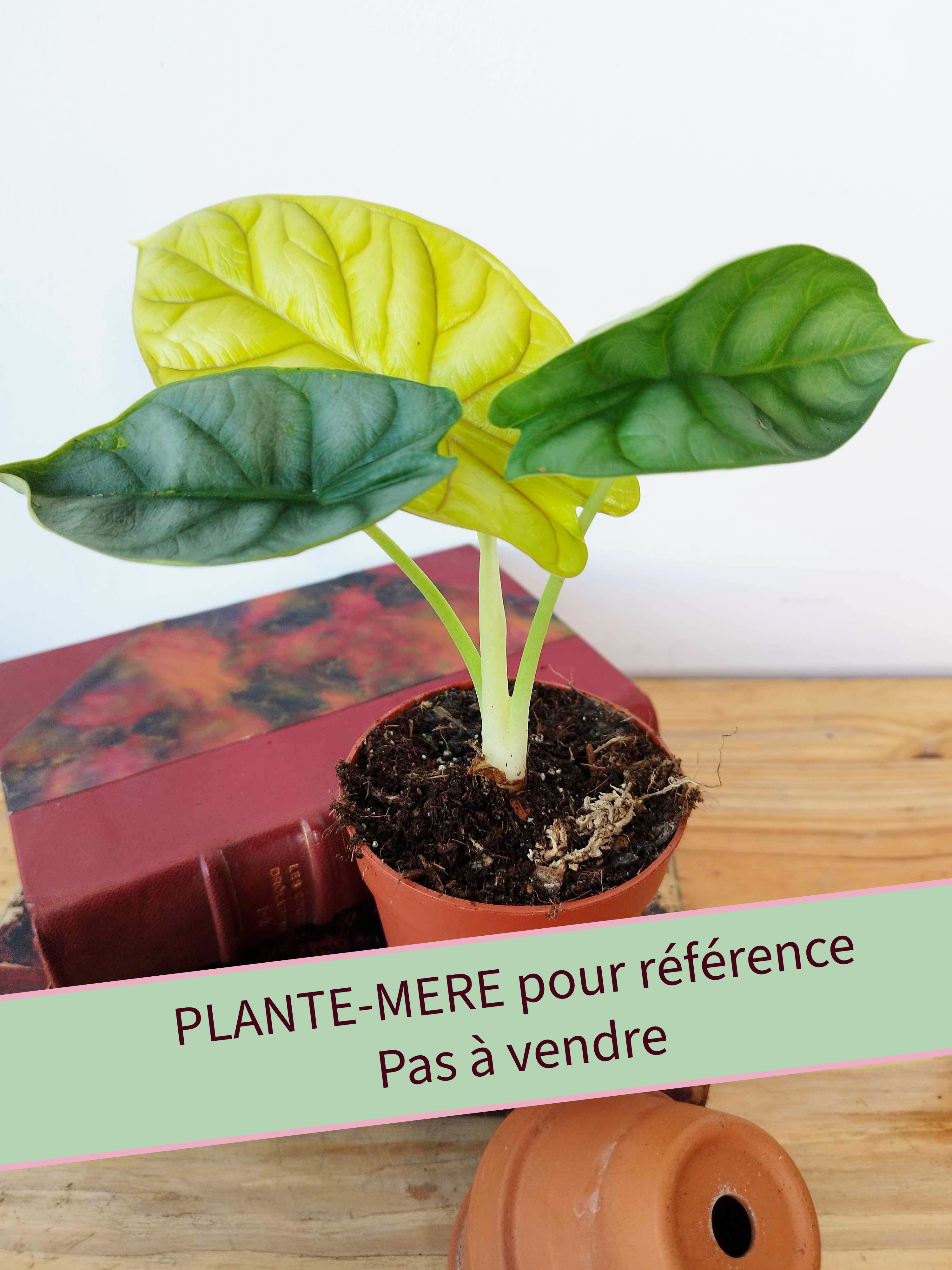 Alocasia baginda 'Golden Dragon'