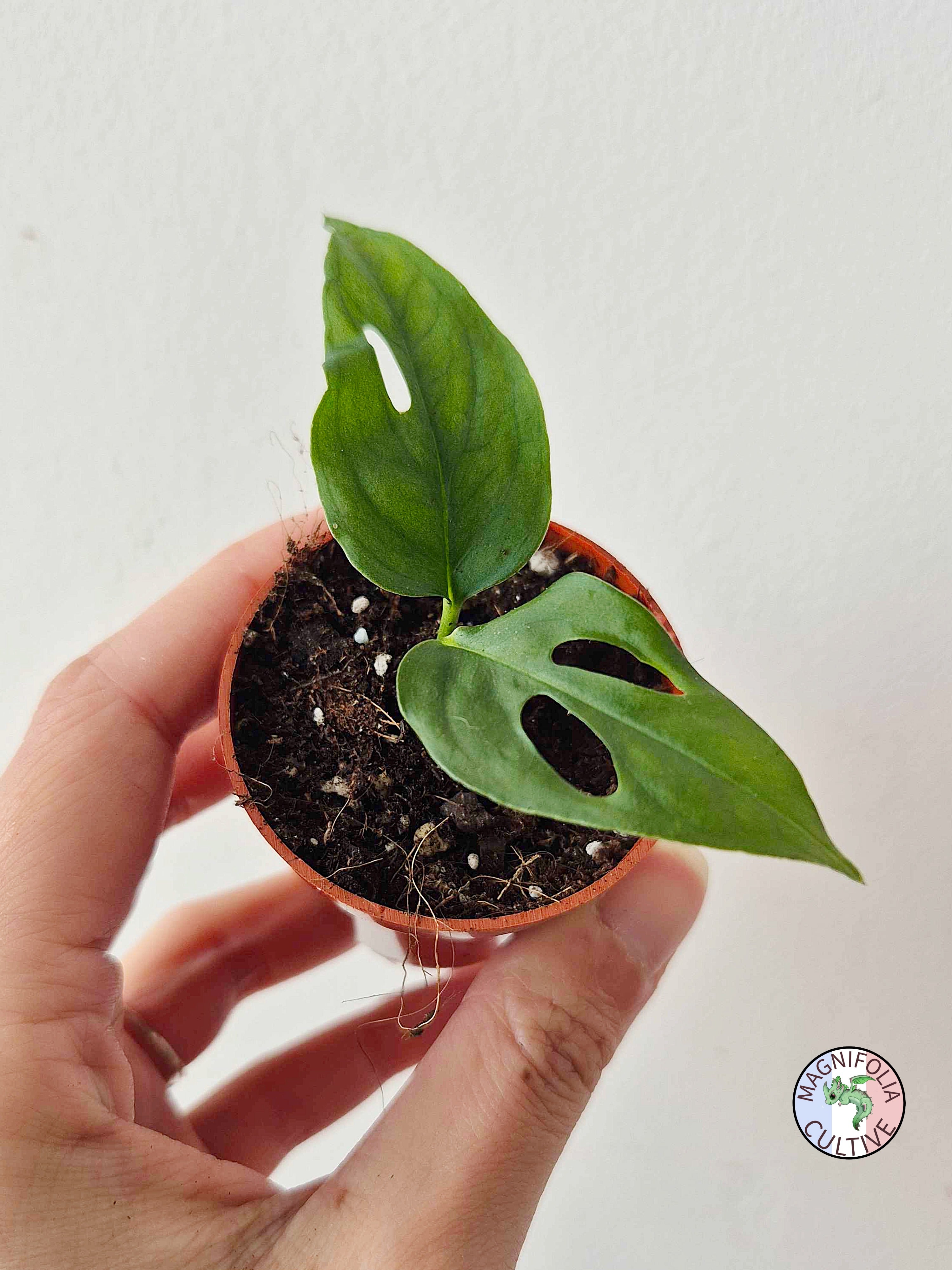 Monstera obliqua 'Xanthospatha'