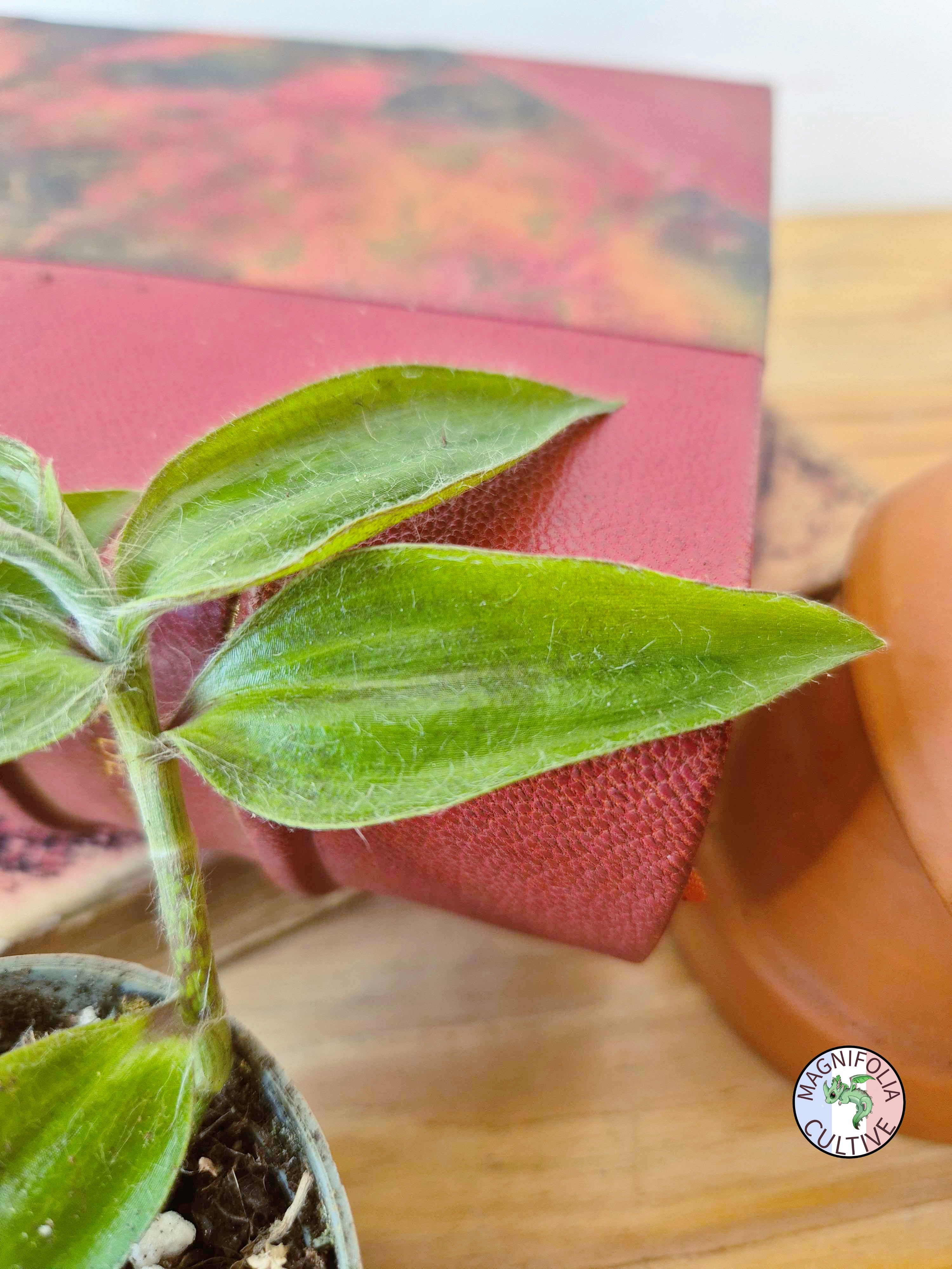 Tradescantia zebrina var. flocculosa