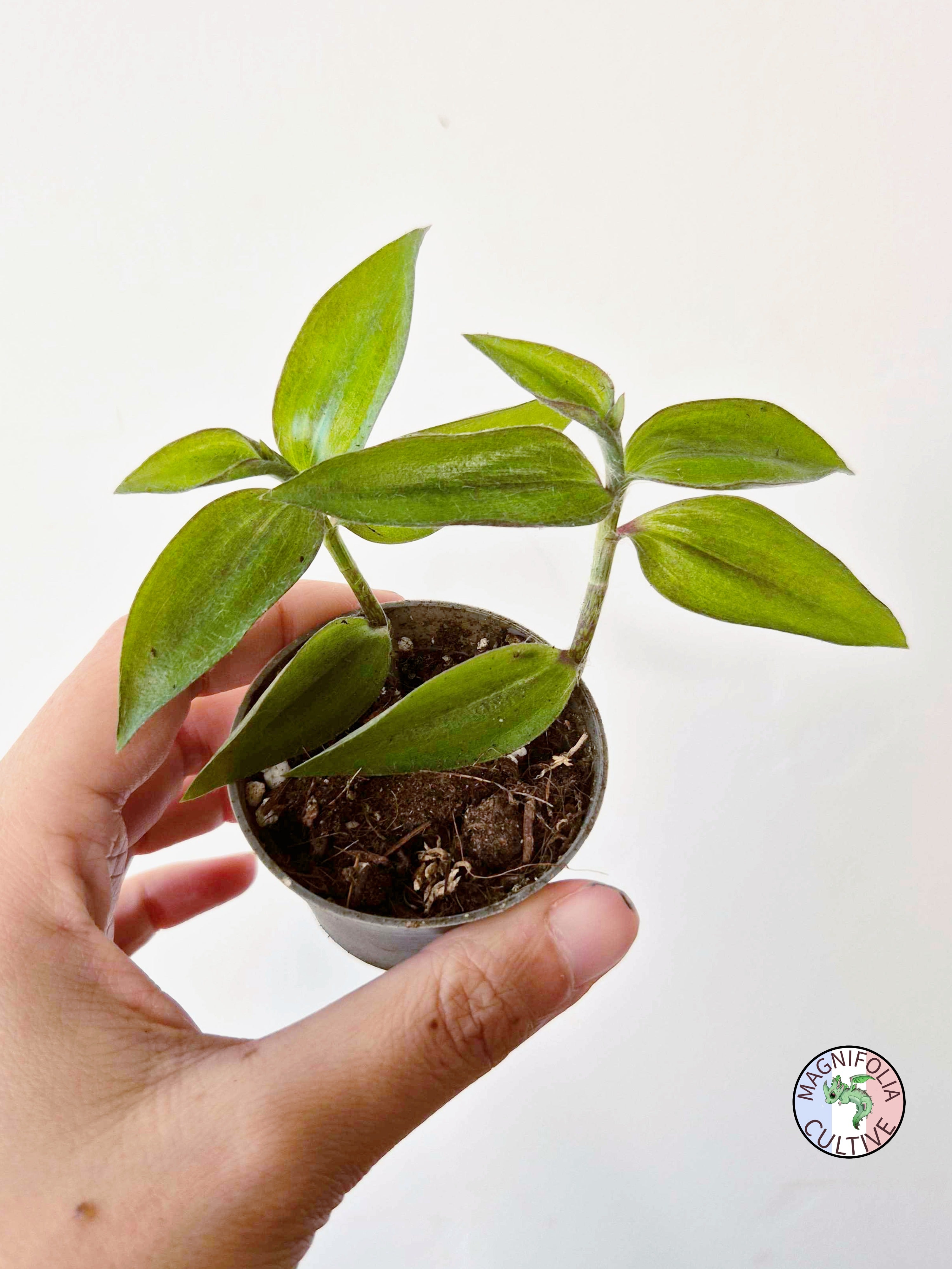 Tradescantia zebrina var. flocculosa