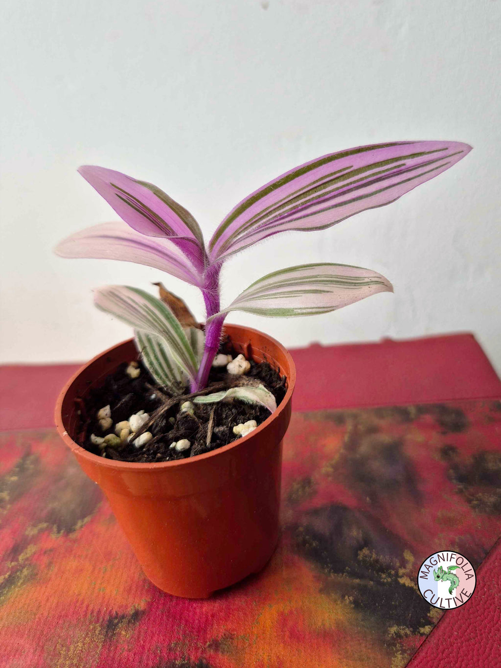 Tradescantia cerinthoides 'Pink Furry'