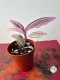 Tradescantia cerinthoides 'Pink Furry'
