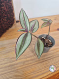 Tradescantia zebrina 'Quadricolor'