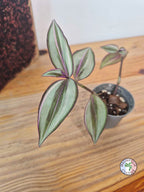 Tradescantia zebrina 'Quadricolor'
