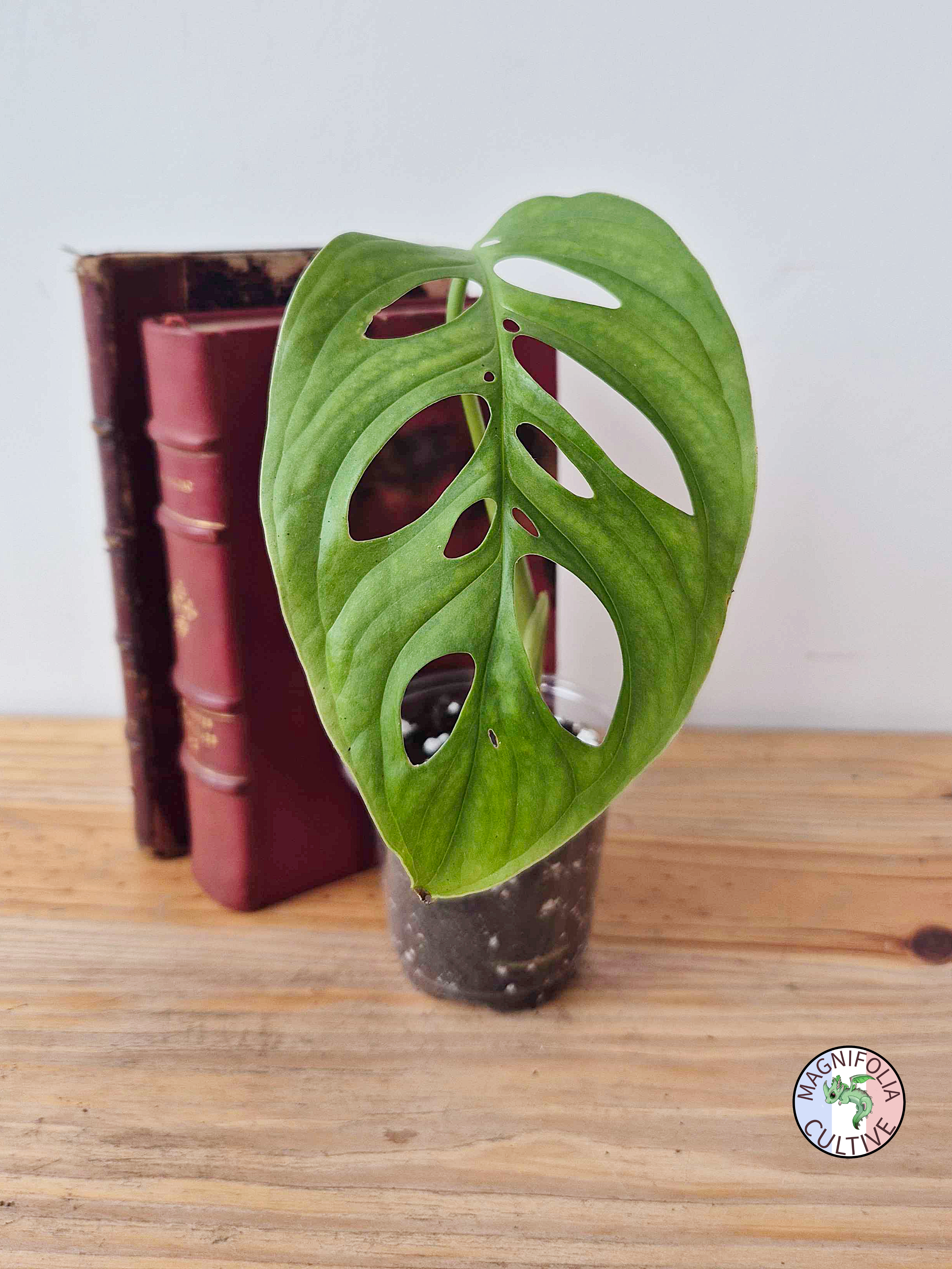 Monstera 'Esqueleto'