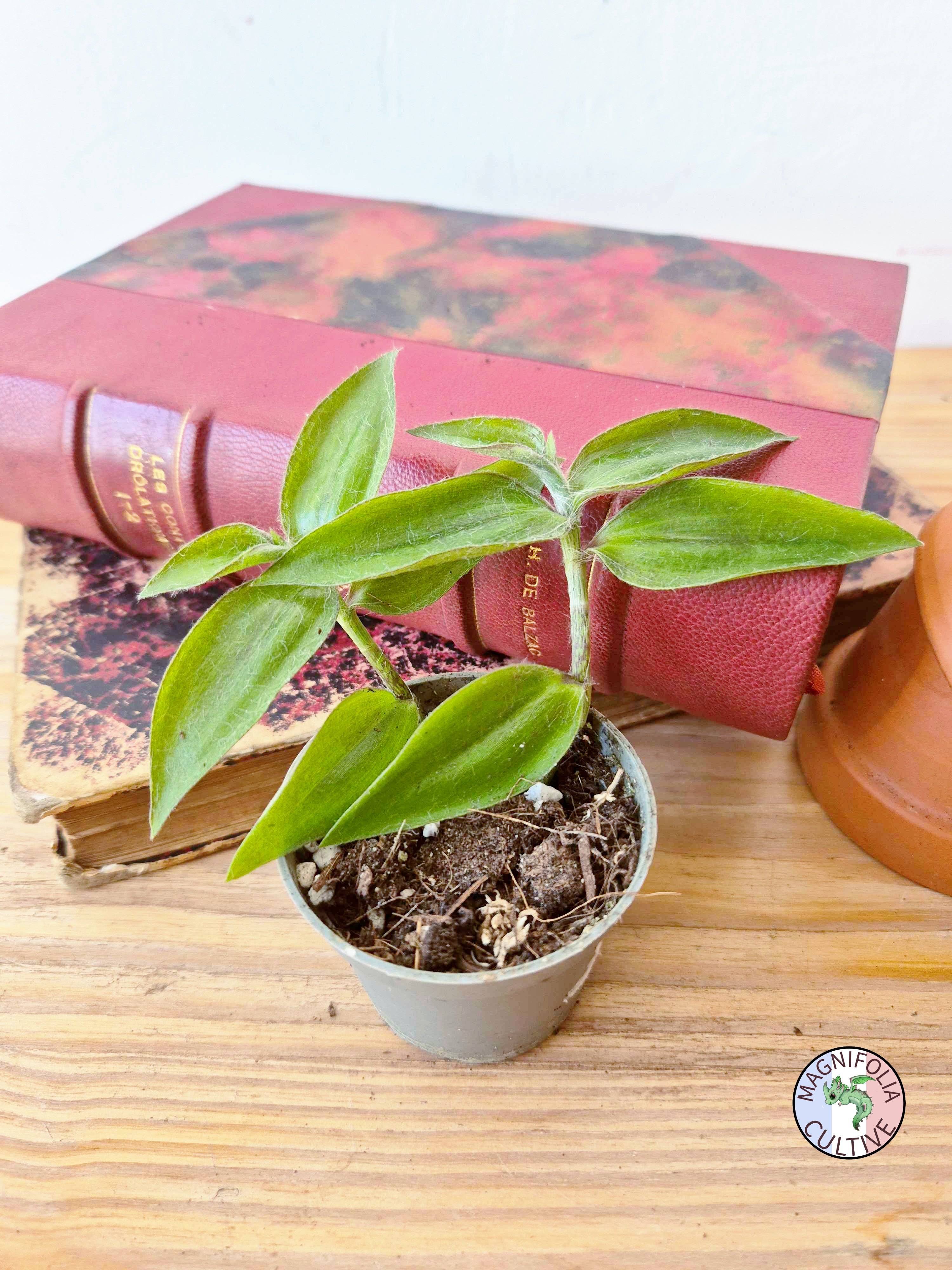 Tradescantia zebrina var. flocculosa