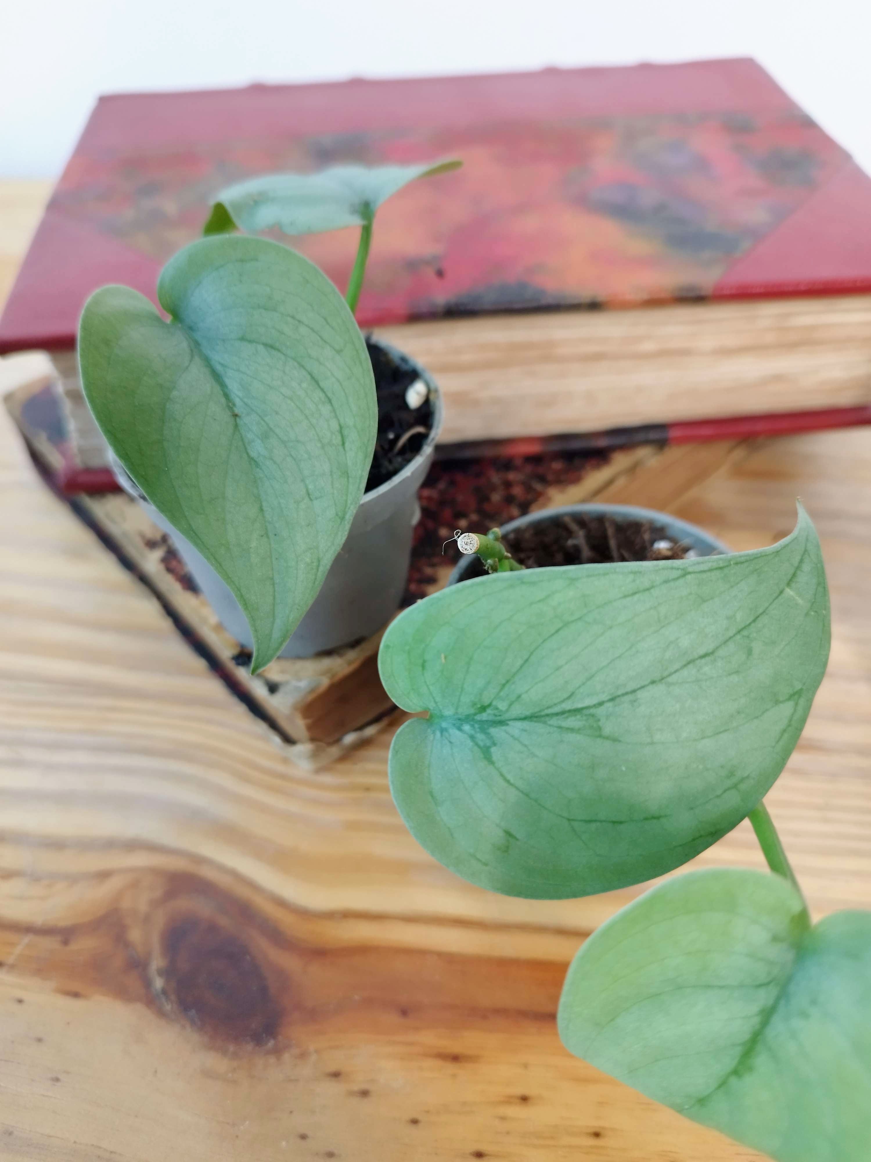 Scindapsus pictus 'Silver Hero'