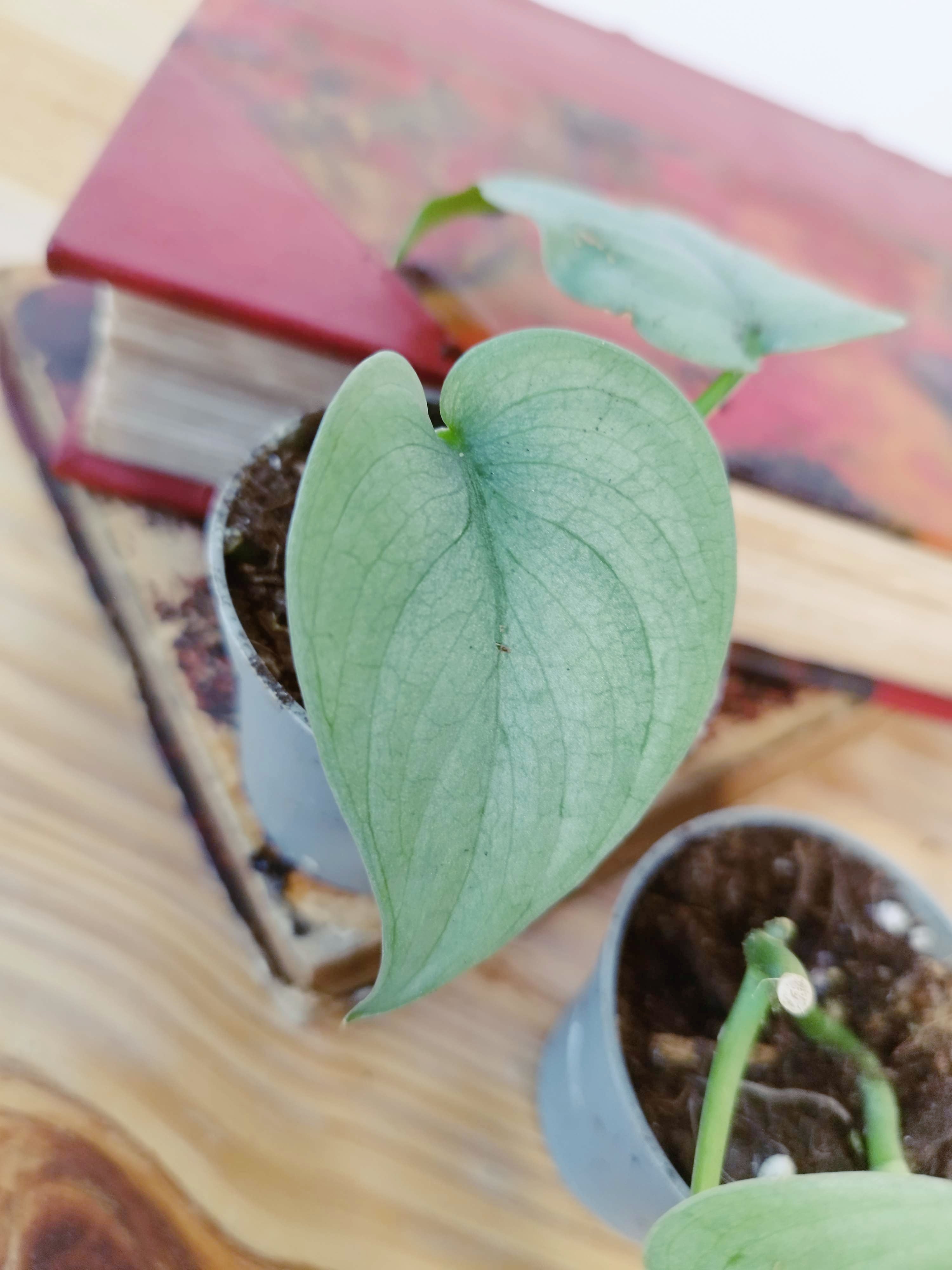 Scindapsus pictus 'Silver Hero'