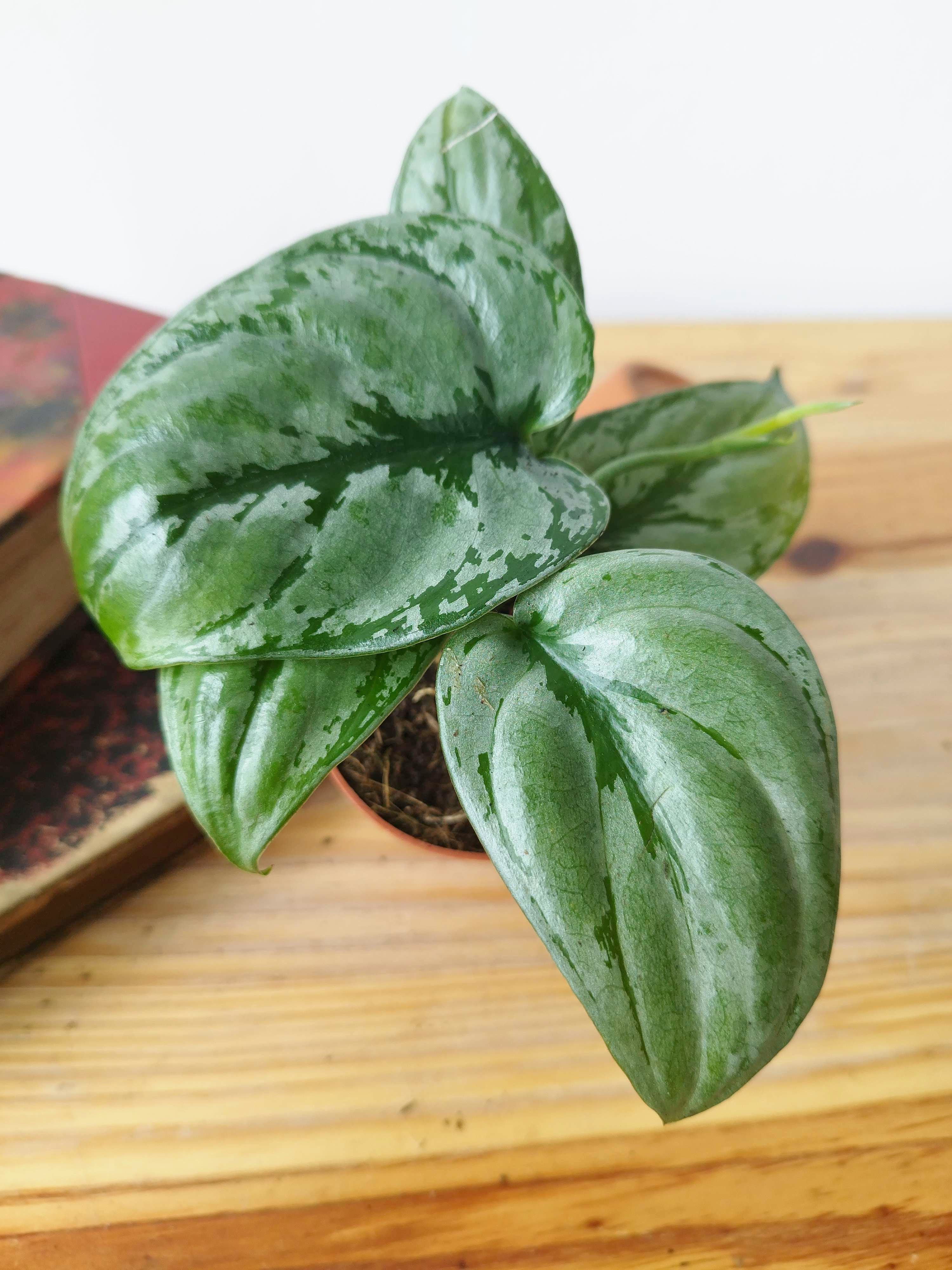 Scindapsus sp Kalimantan