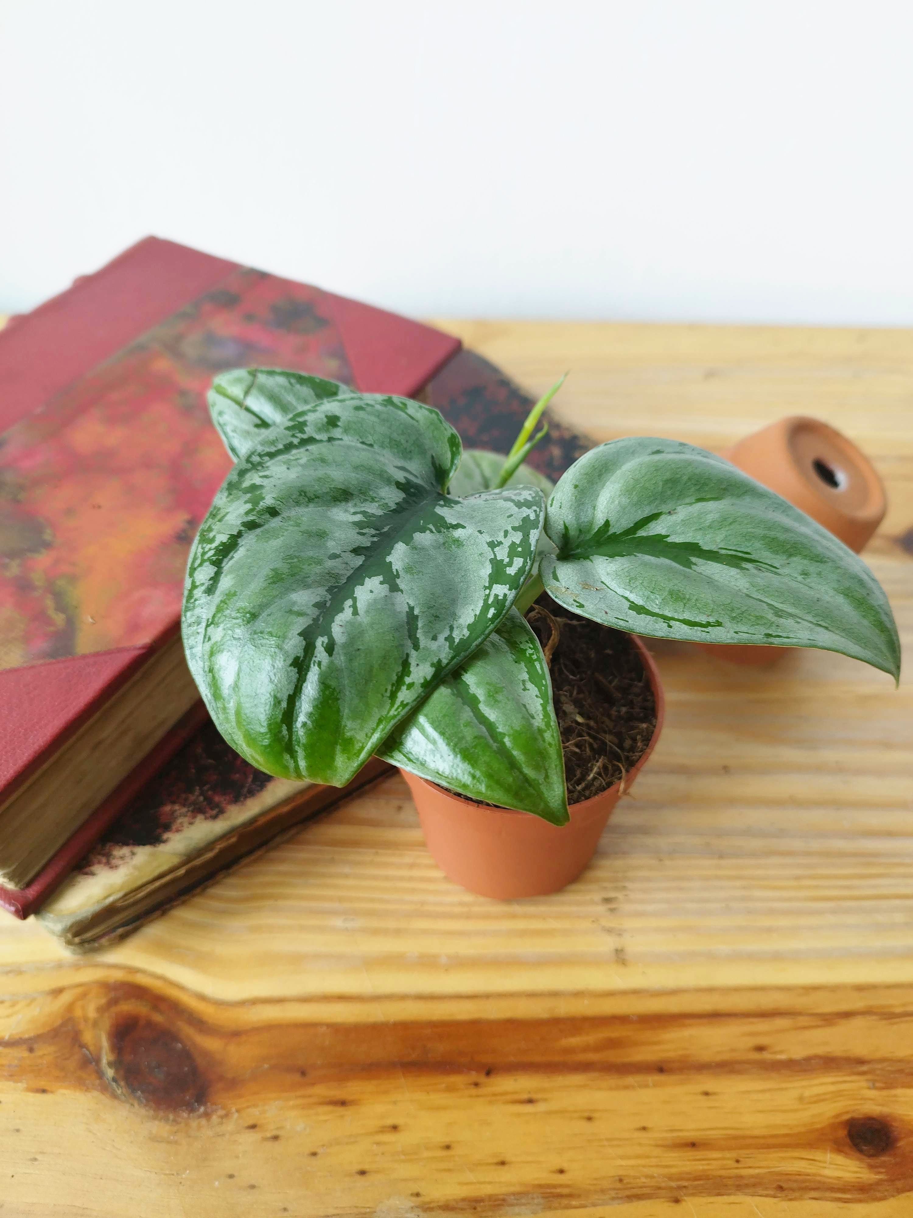 Scindapsus sp Kalimantan