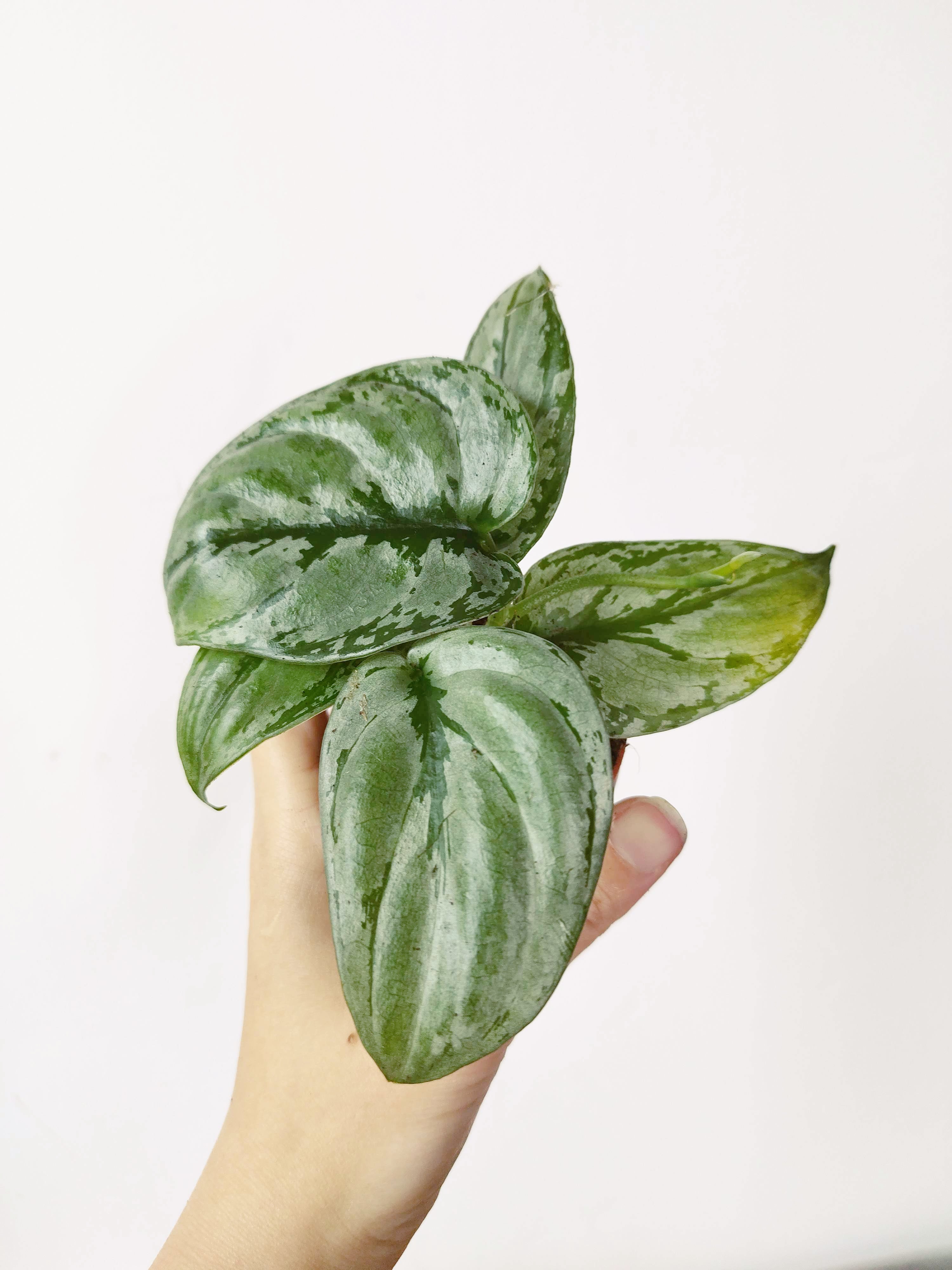 Scindapsus sp Kalimantan