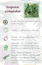 Syngonium podophyllum "Holly"