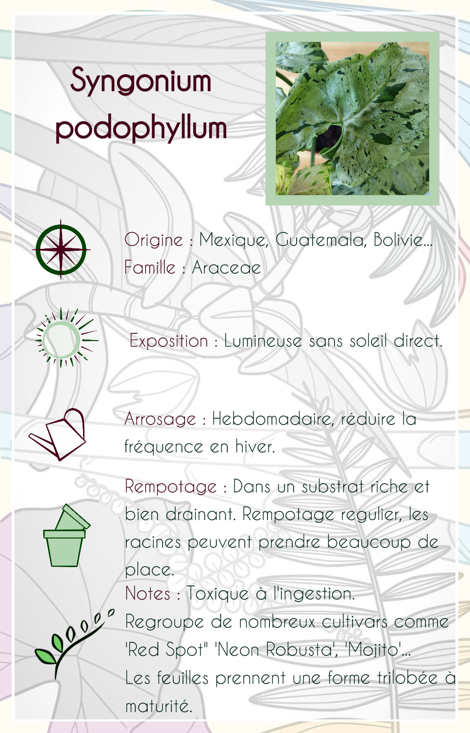 Syngonium podophyllum "Holly"