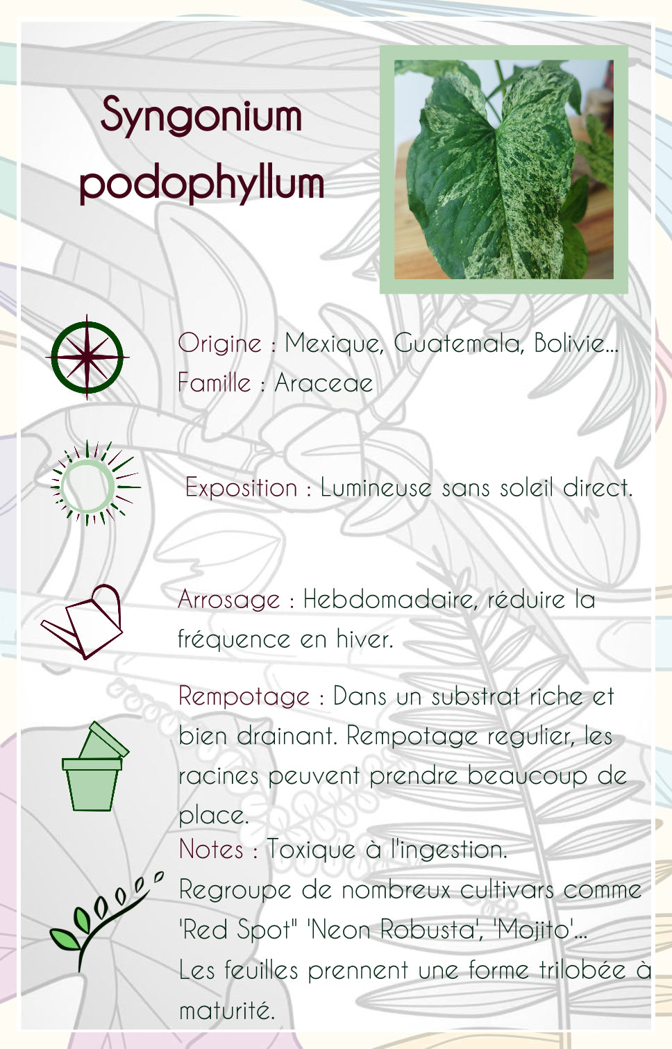 Syngonium podophyllum 'Mojito'