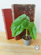 Syngonium steyermarkii