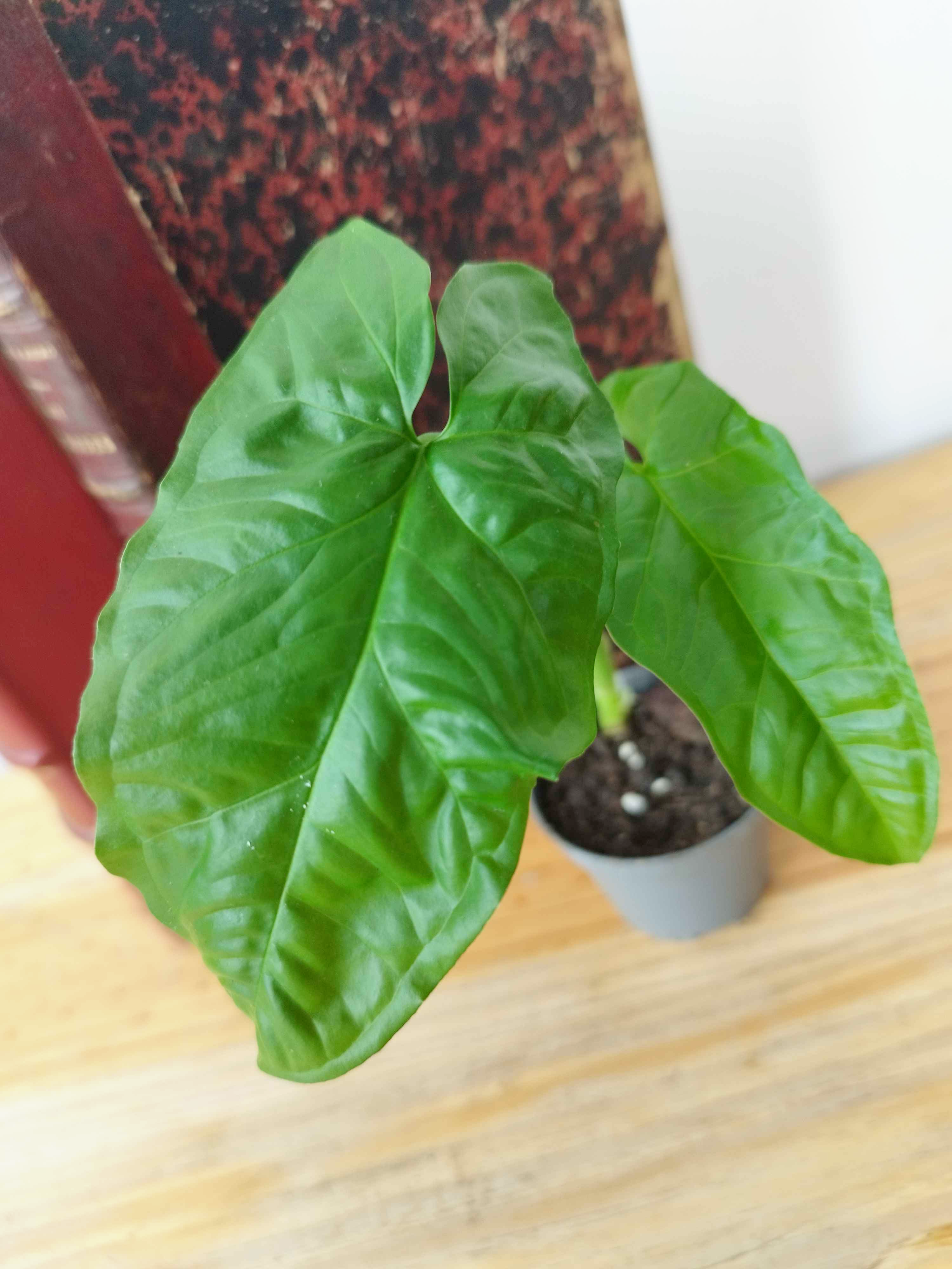 Syngonium steyermarkii
