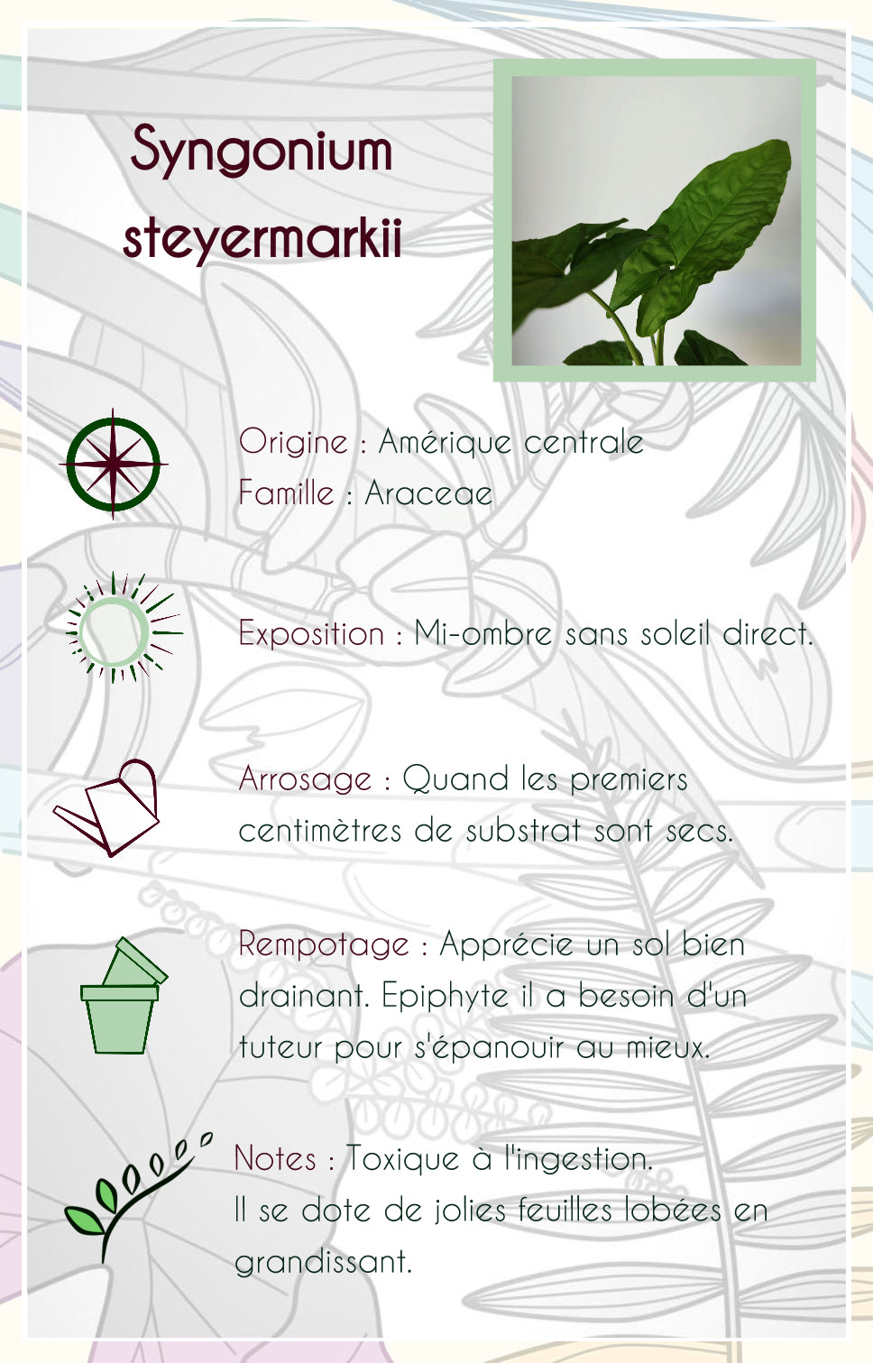 Syngonium steyermarkii