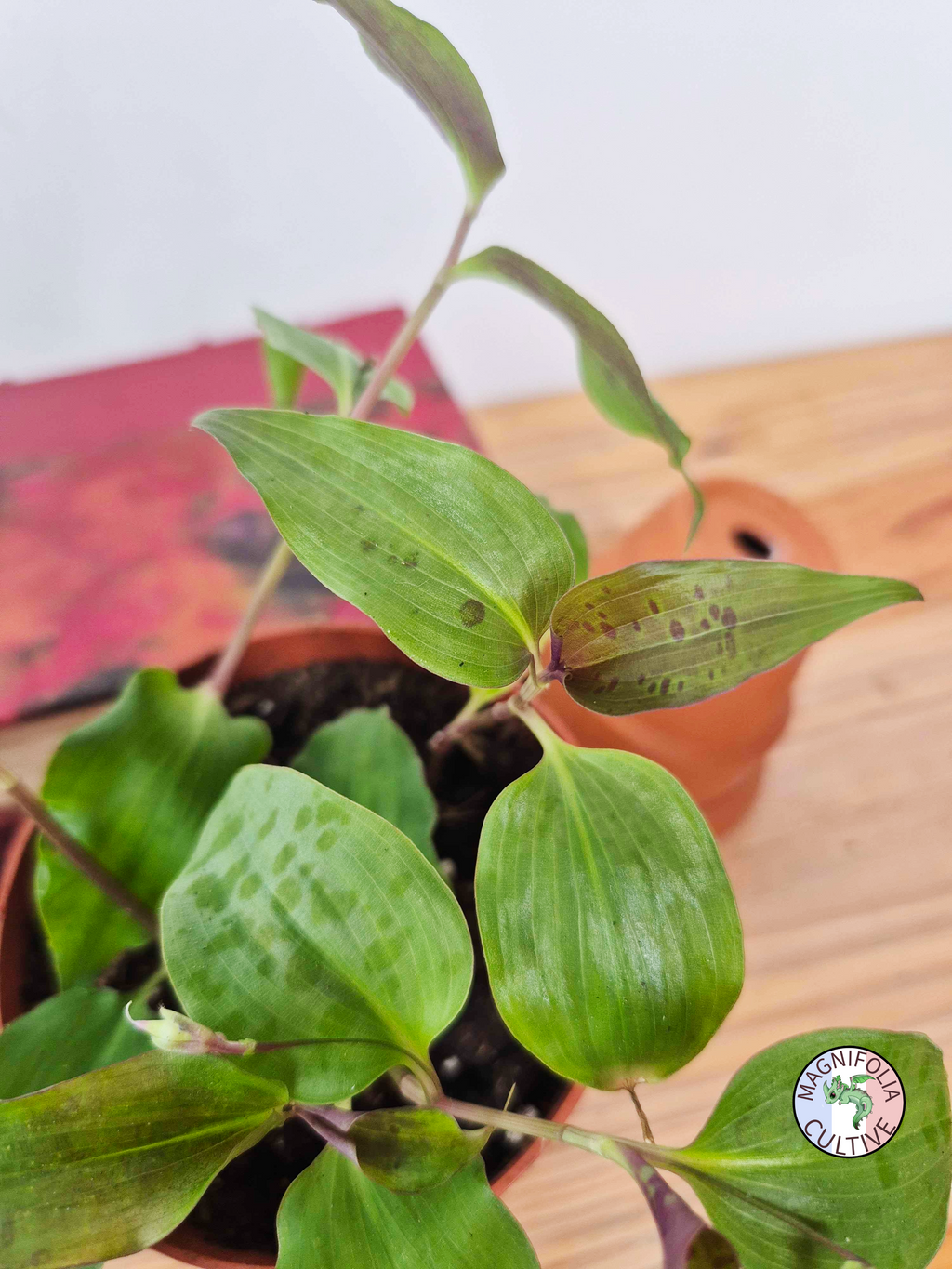 Tinantia pringlei 'Light Form'