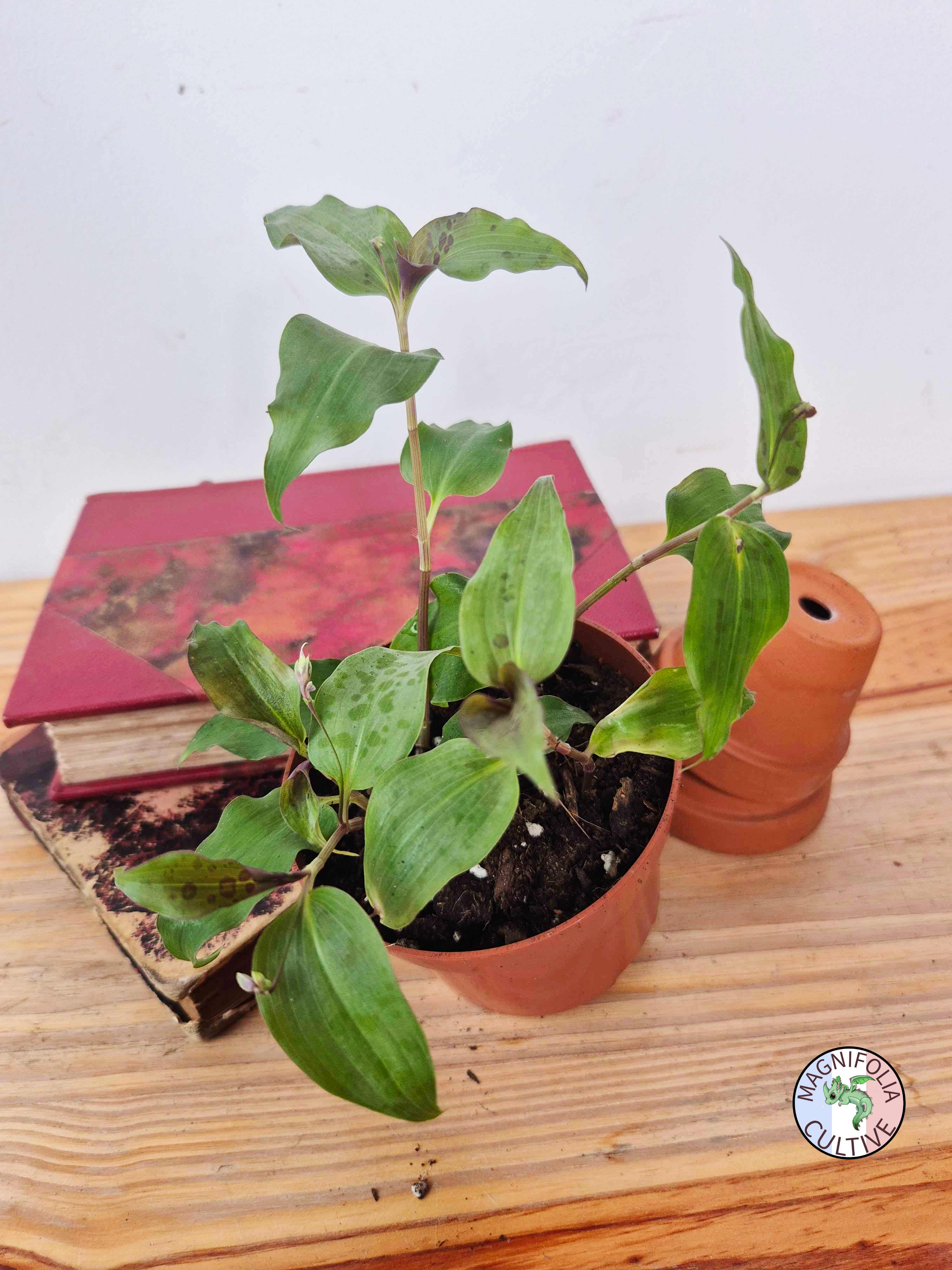 Tinantia pringlei 'Light Form'