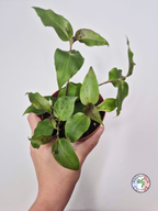 Tinantia pringlei 'Light Form'