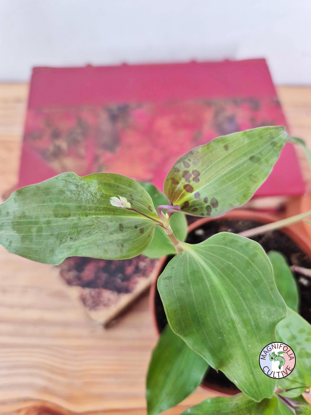 Tinantia pringlei 'Light Form'