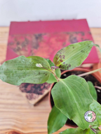 Tinantia pringlei 'Light Form'