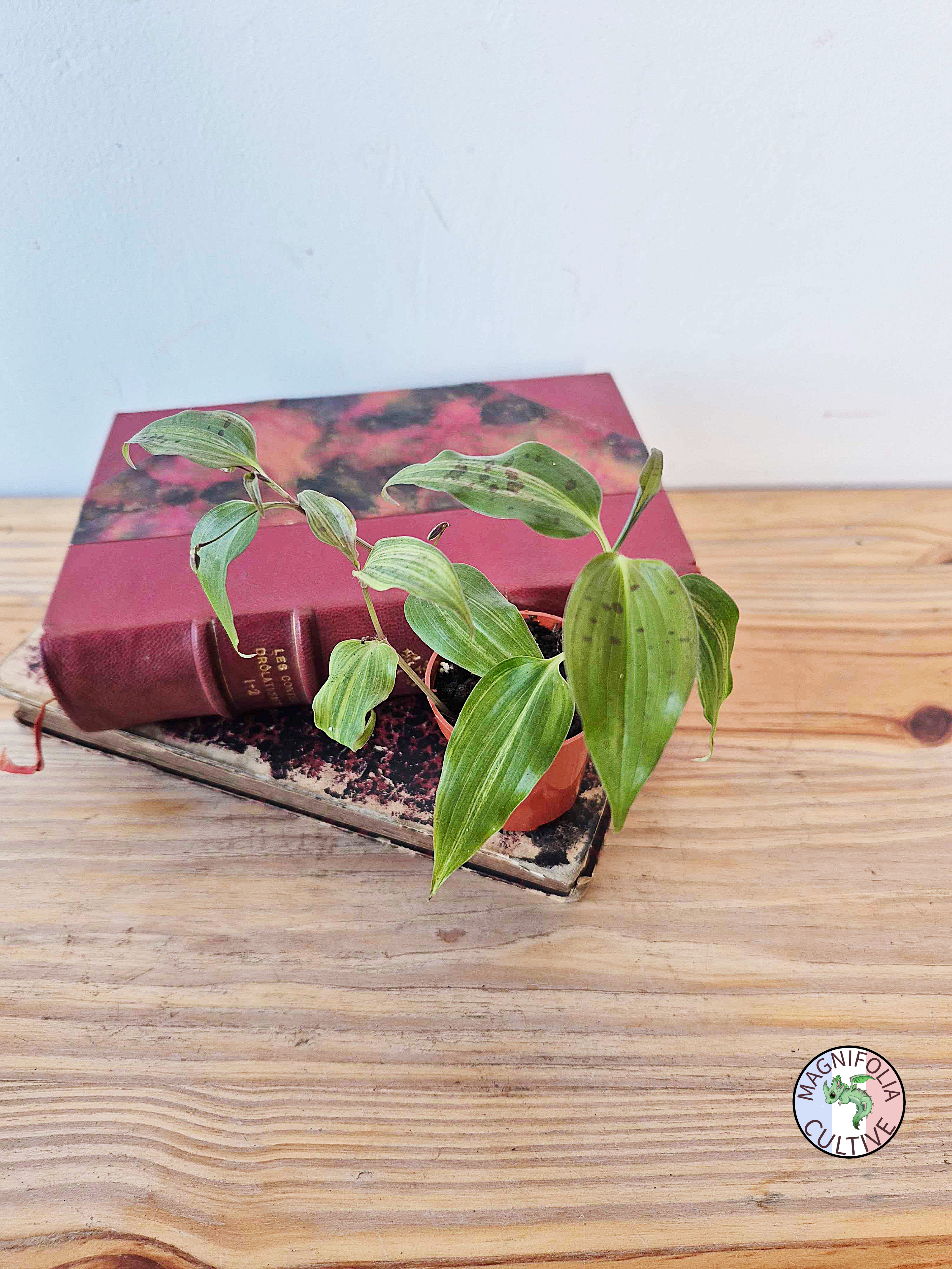 Tinantia pringlei Variegata