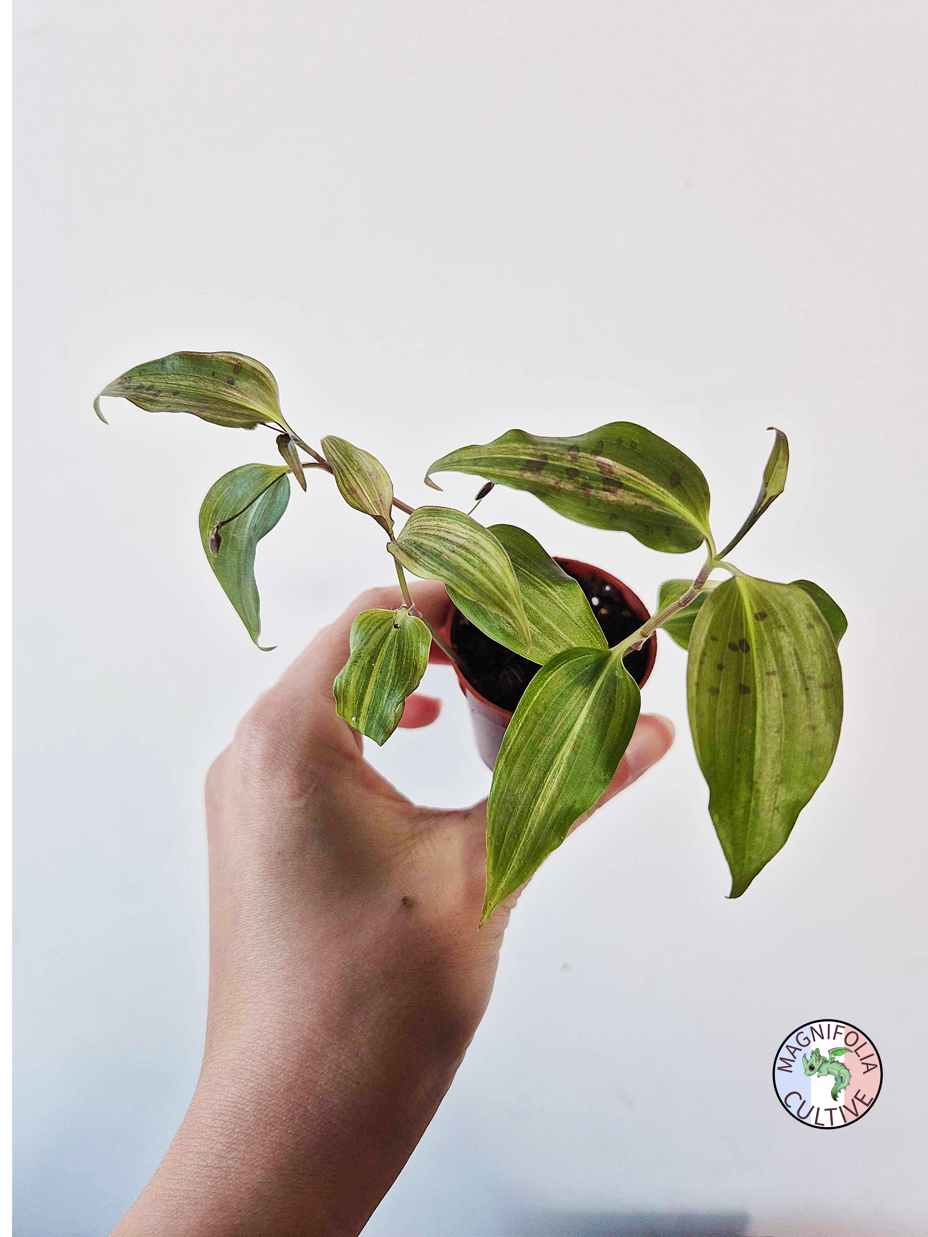 Tinantia pringlei Variegata