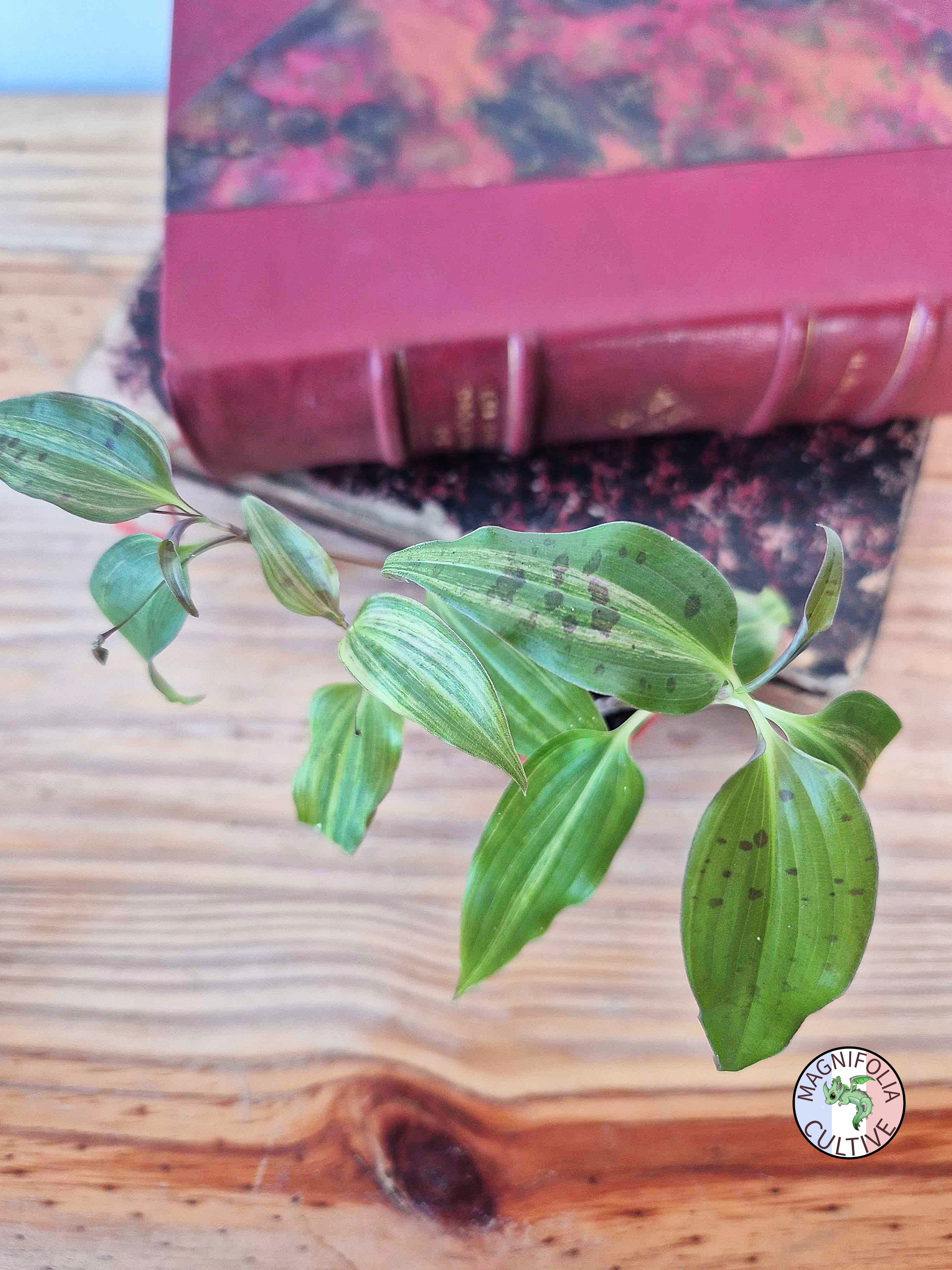 Tinantia pringlei Variegata