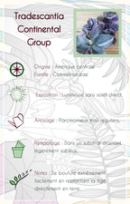 Tradescantia sp EC-TRADE-2011 'Sweetness'