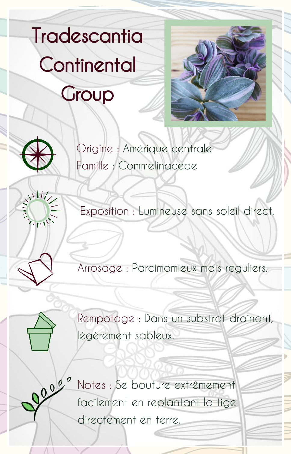 Tradescantia sp EC-TRADE-2011 'Sweetness'