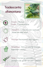 Tradescantia sillamontana 'Gold Stripes'