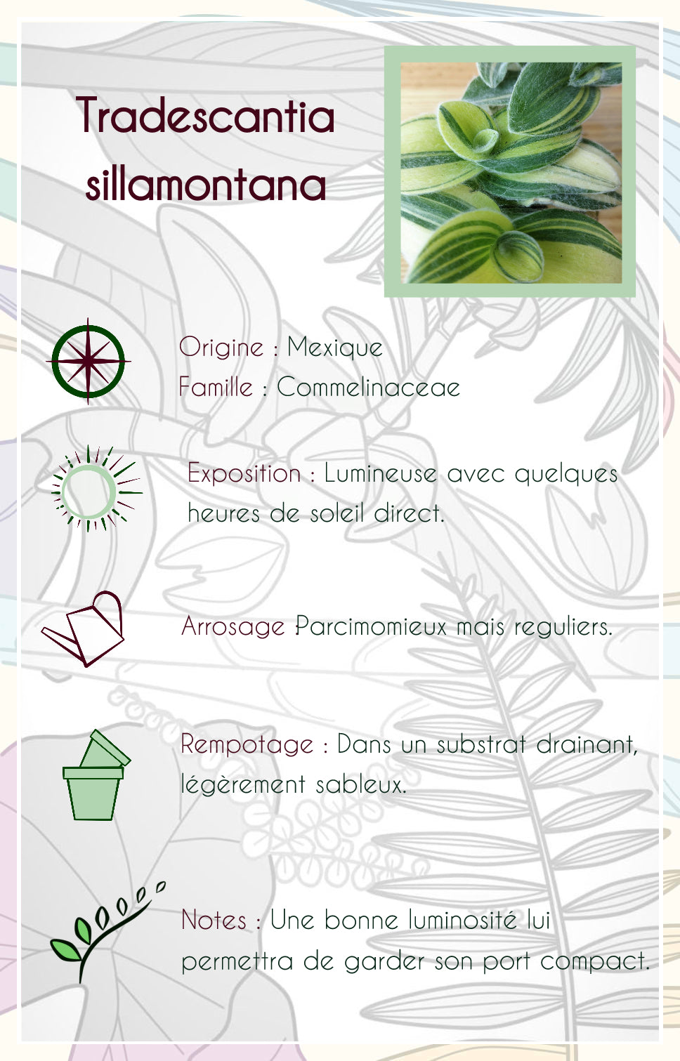 Tradescantia sillamontana 'Gold Stripes'