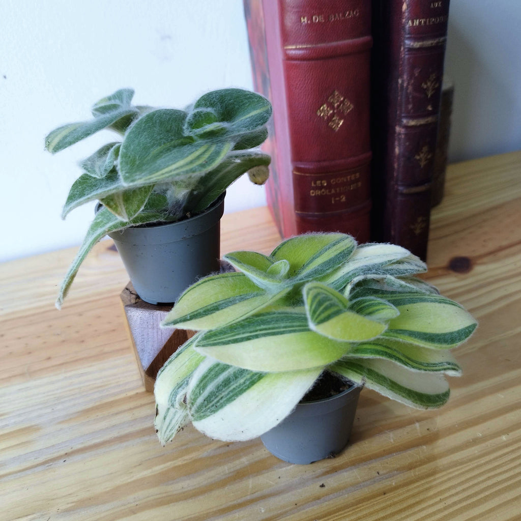 Tradescantia sillamontana 'Gold Stripes'