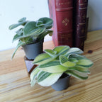 Tradescantia sillamontana 'Gold Stripes'