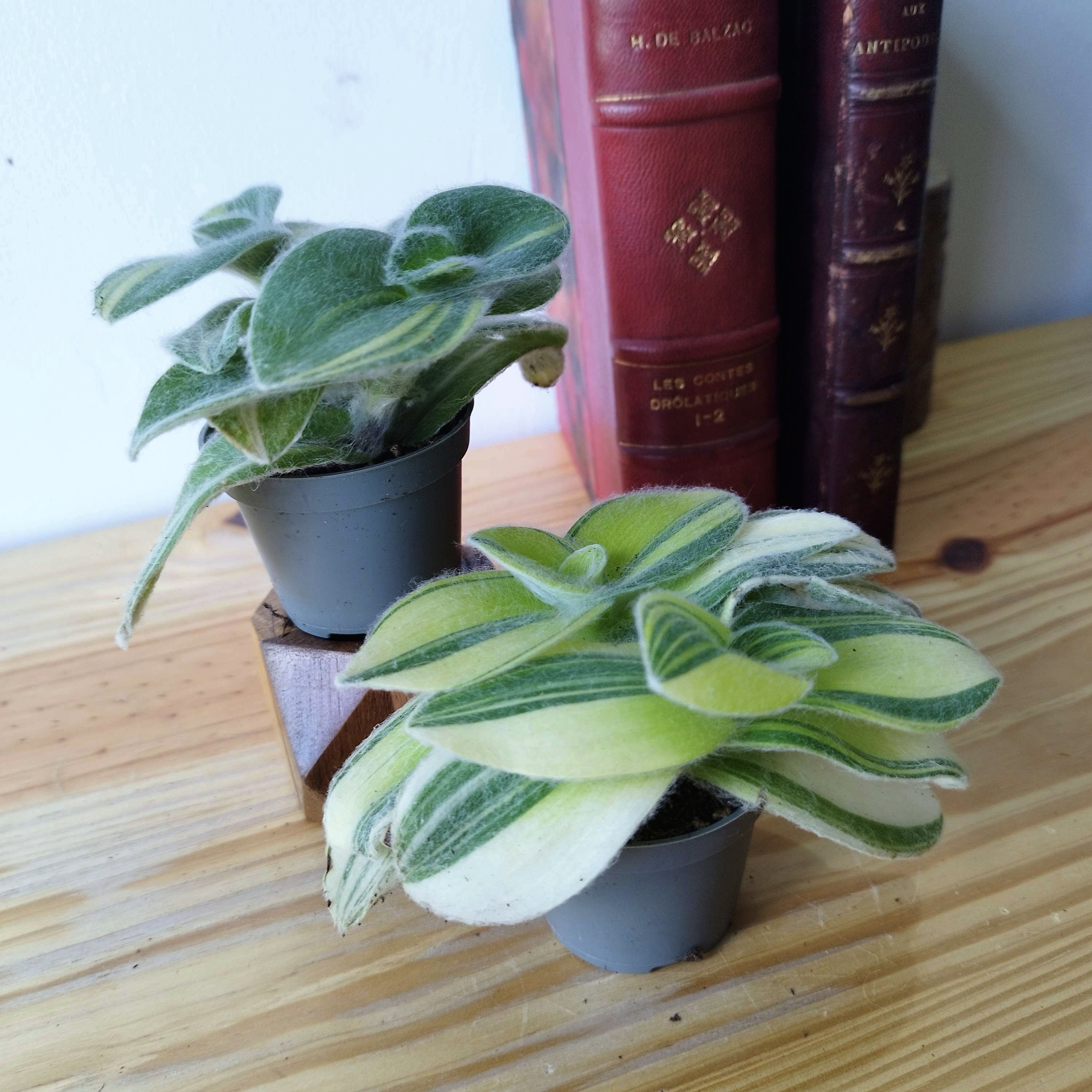 Tradescantia sillamontana 'Gold Stripes'