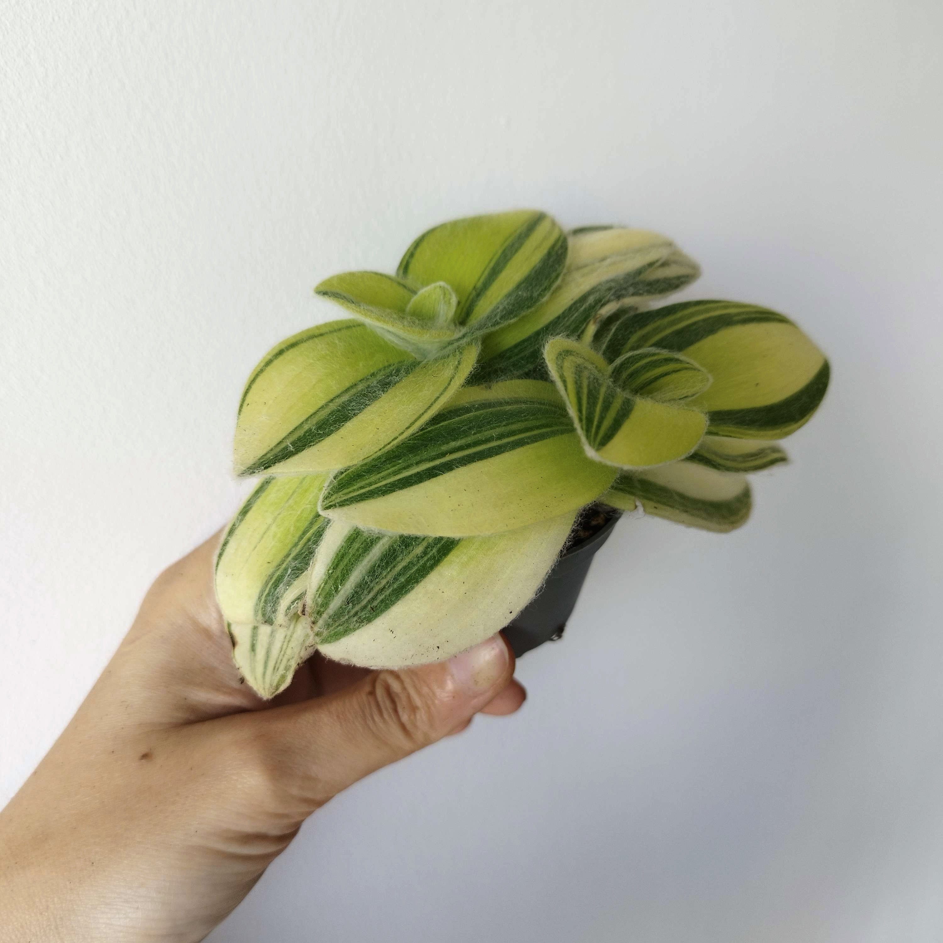 Tradescantia sillamontana 'Gold Stripes'