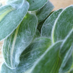 Tradescantia sillamontana 'Gold Stripes'