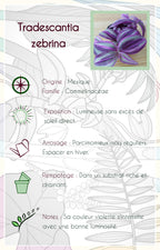 Tradescantia zebrina 'Pink Paradise'