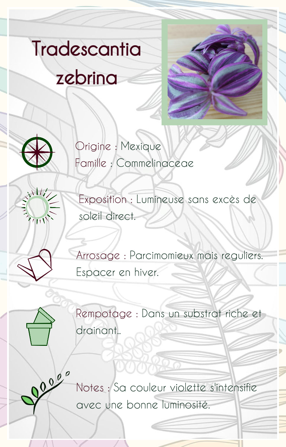 Tradescantia zebrina 'Pink Paradise'