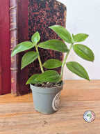 Tradescantia zebrina var. flocculosa