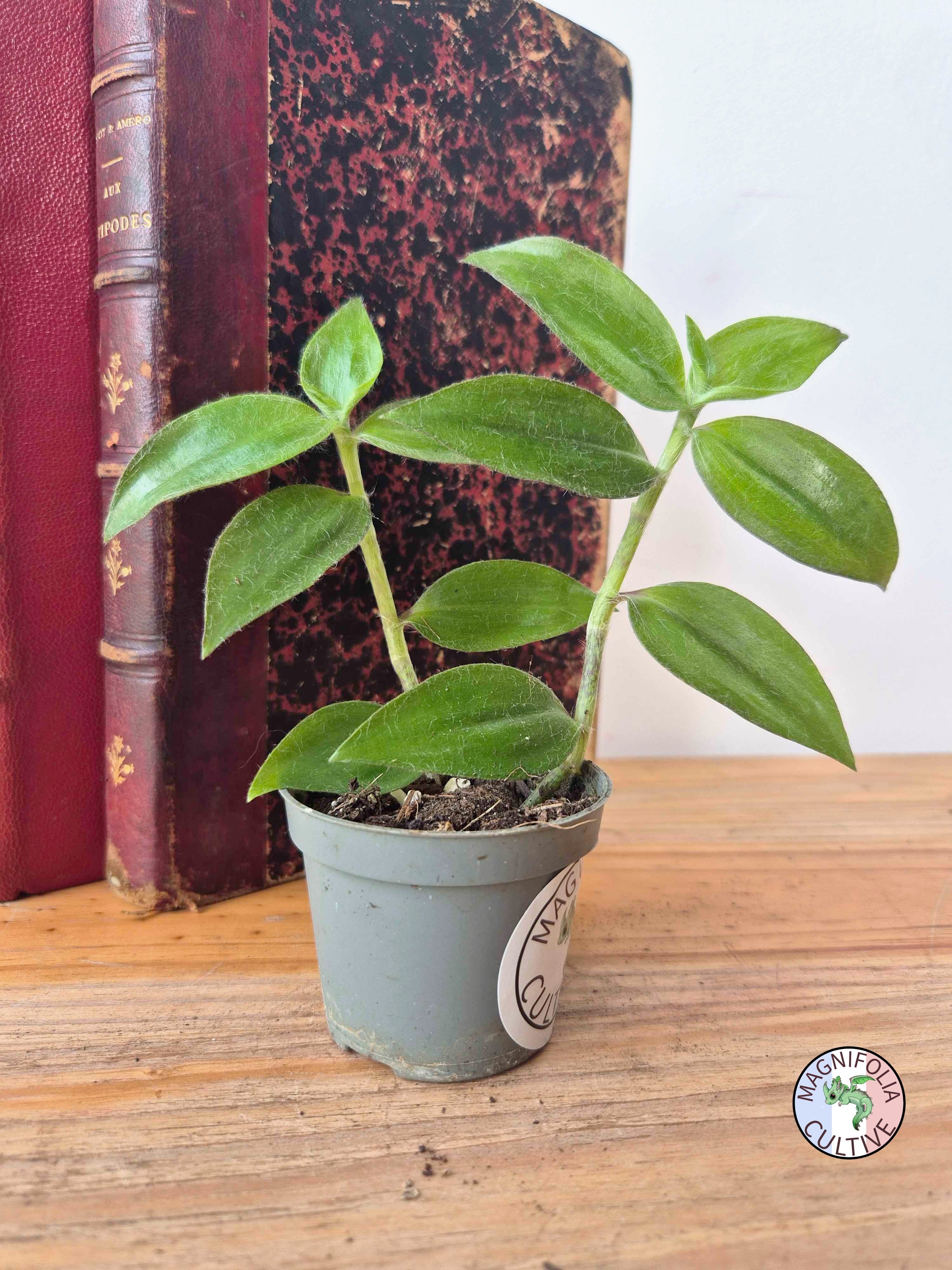 Tradescantia zebrina var. flocculosa