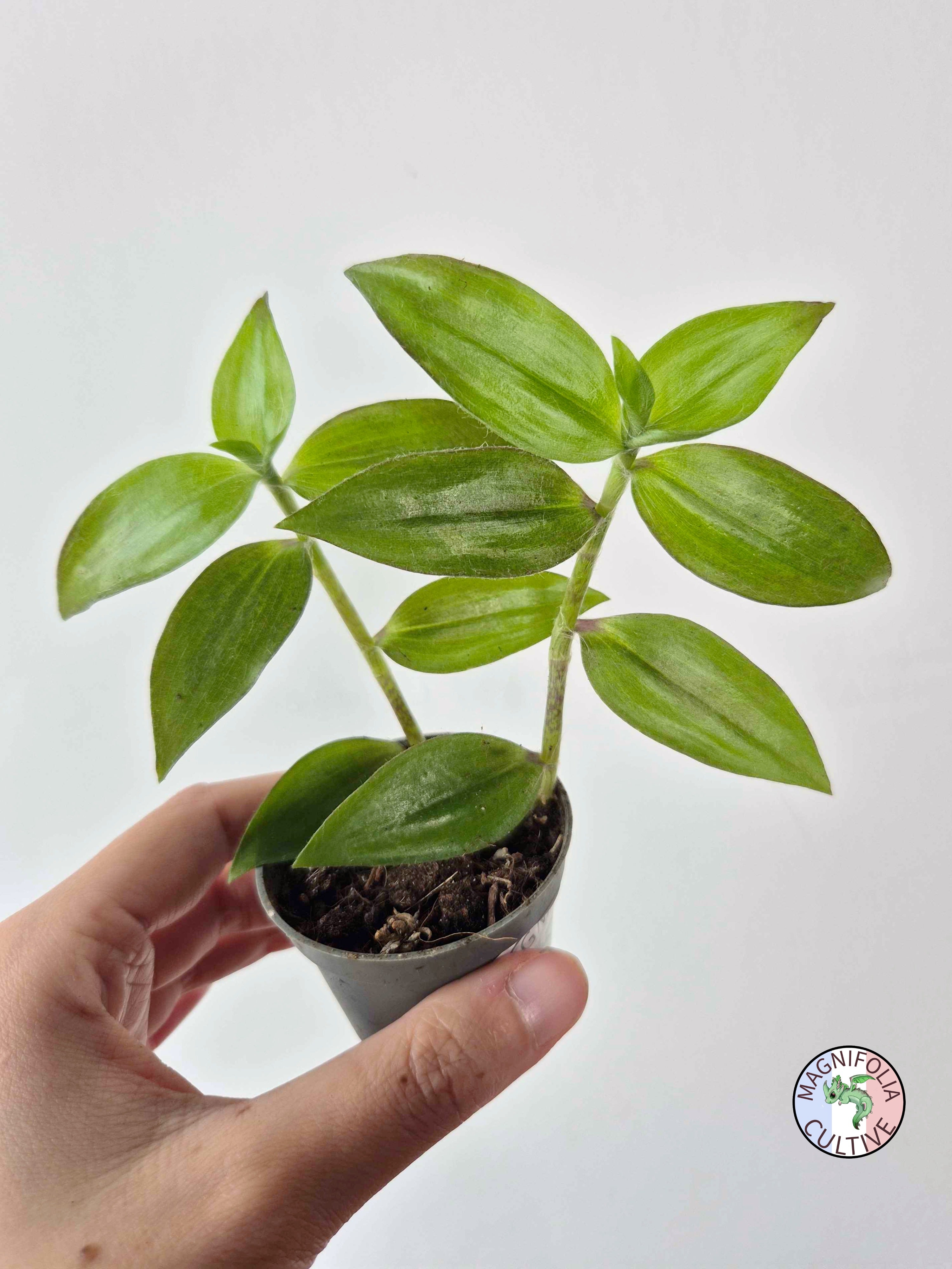Tradescantia zebrina var. flocculosa