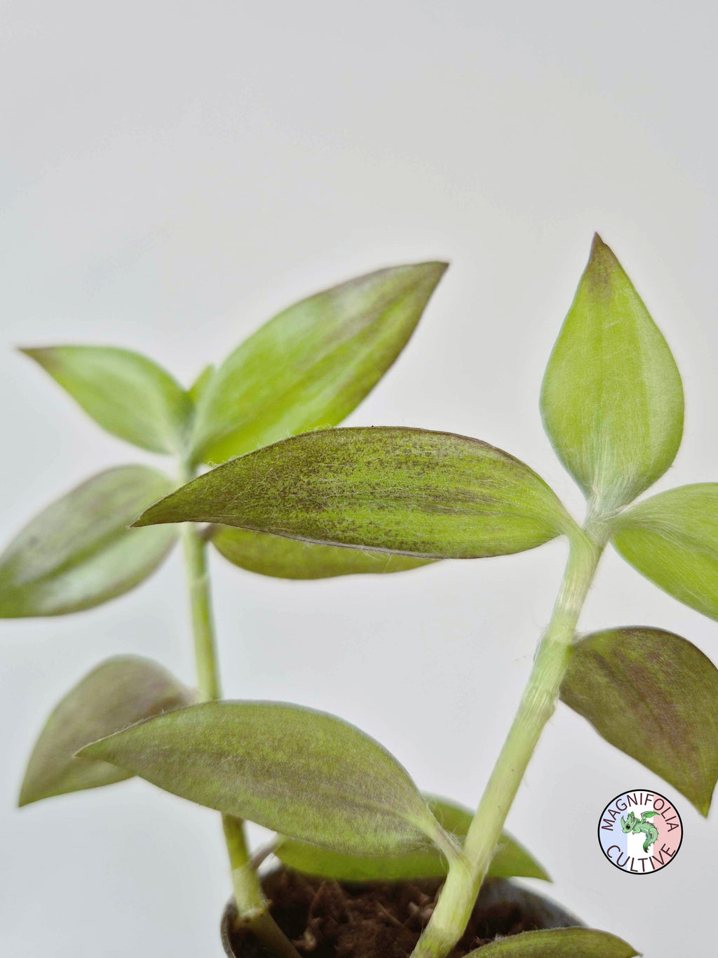 Tradescantia zebrina var. flocculosa