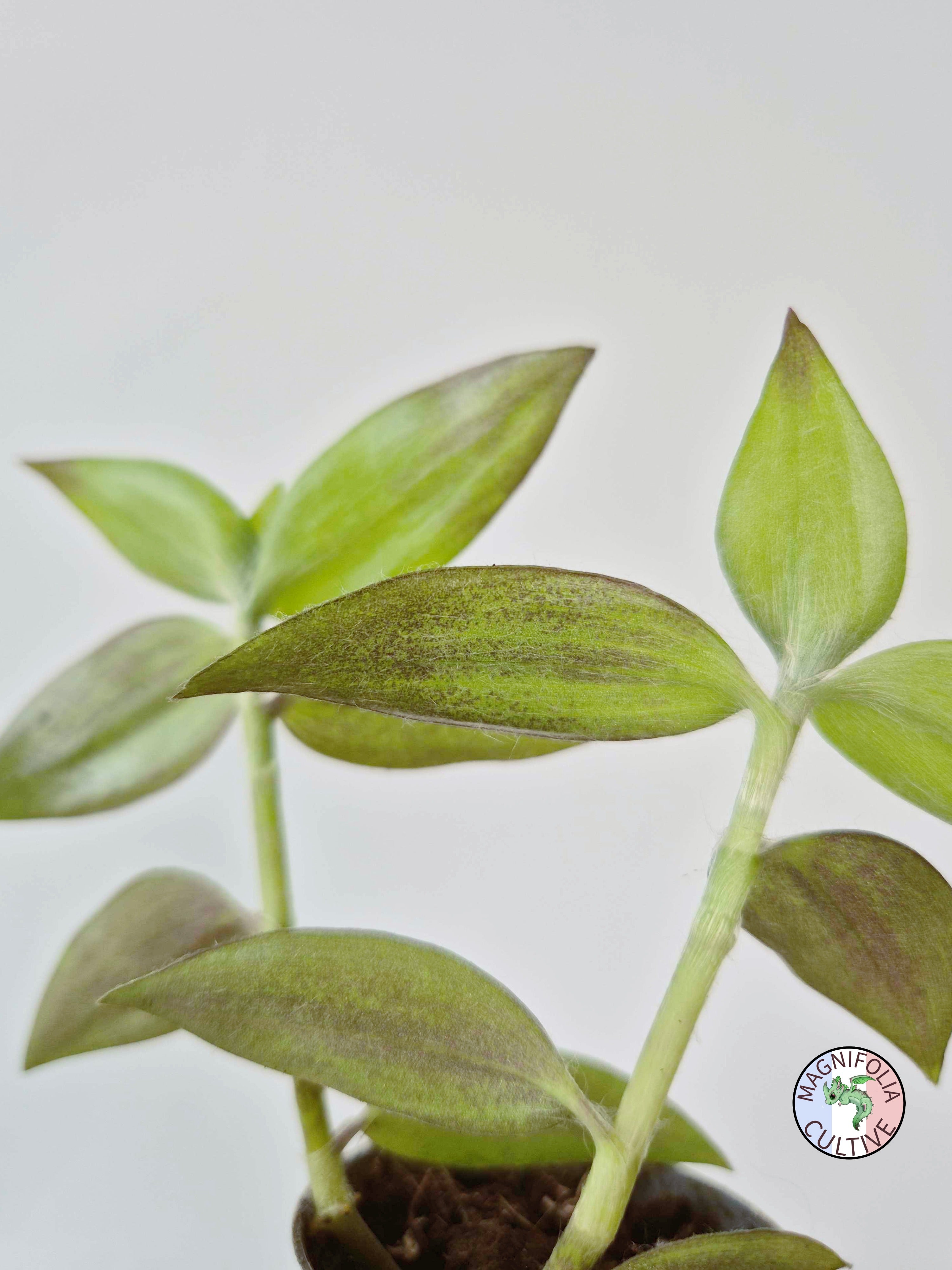 Tradescantia zebrina var. flocculosa