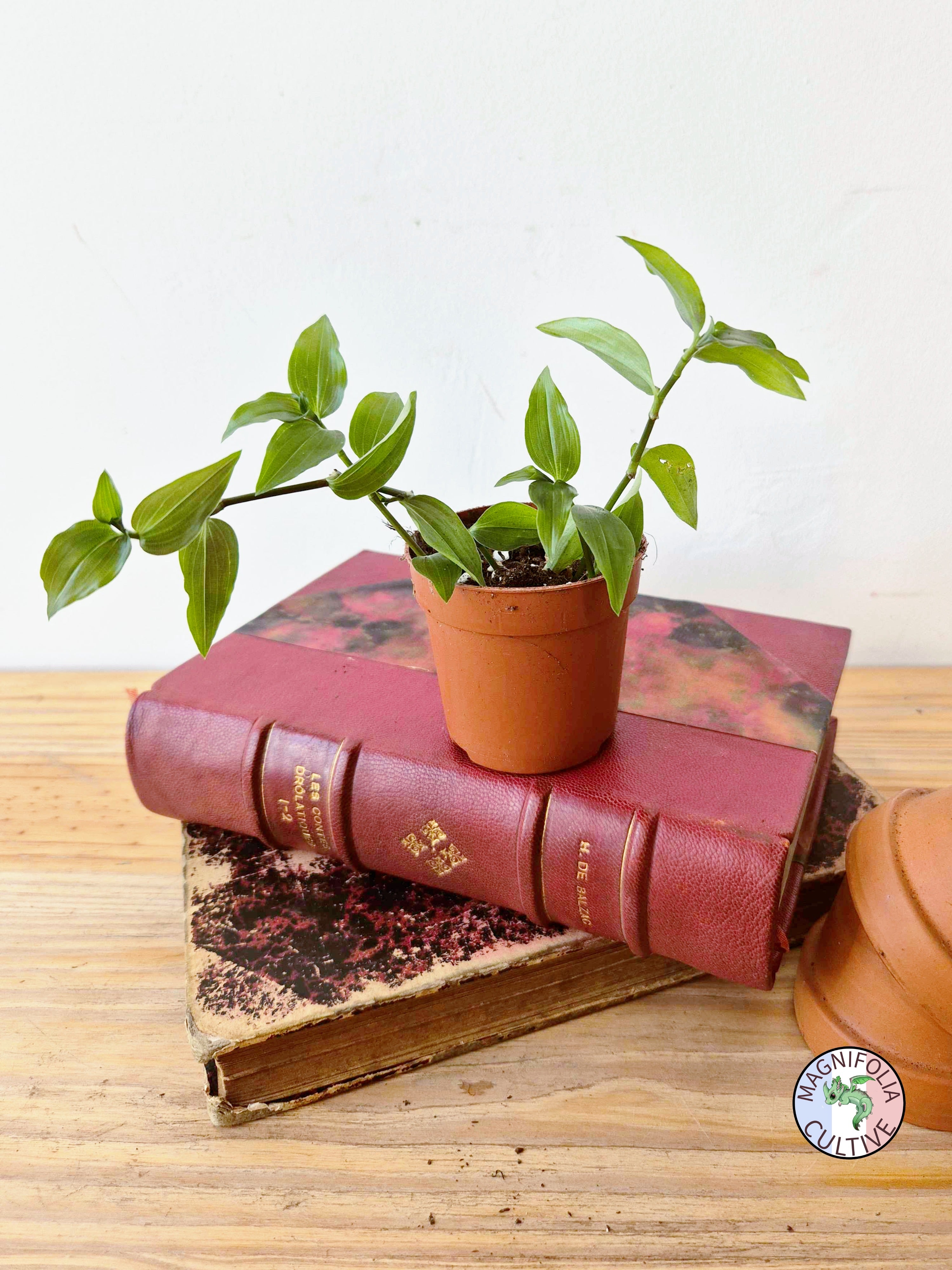 Tradescantia fluminensis 'Green Hill'